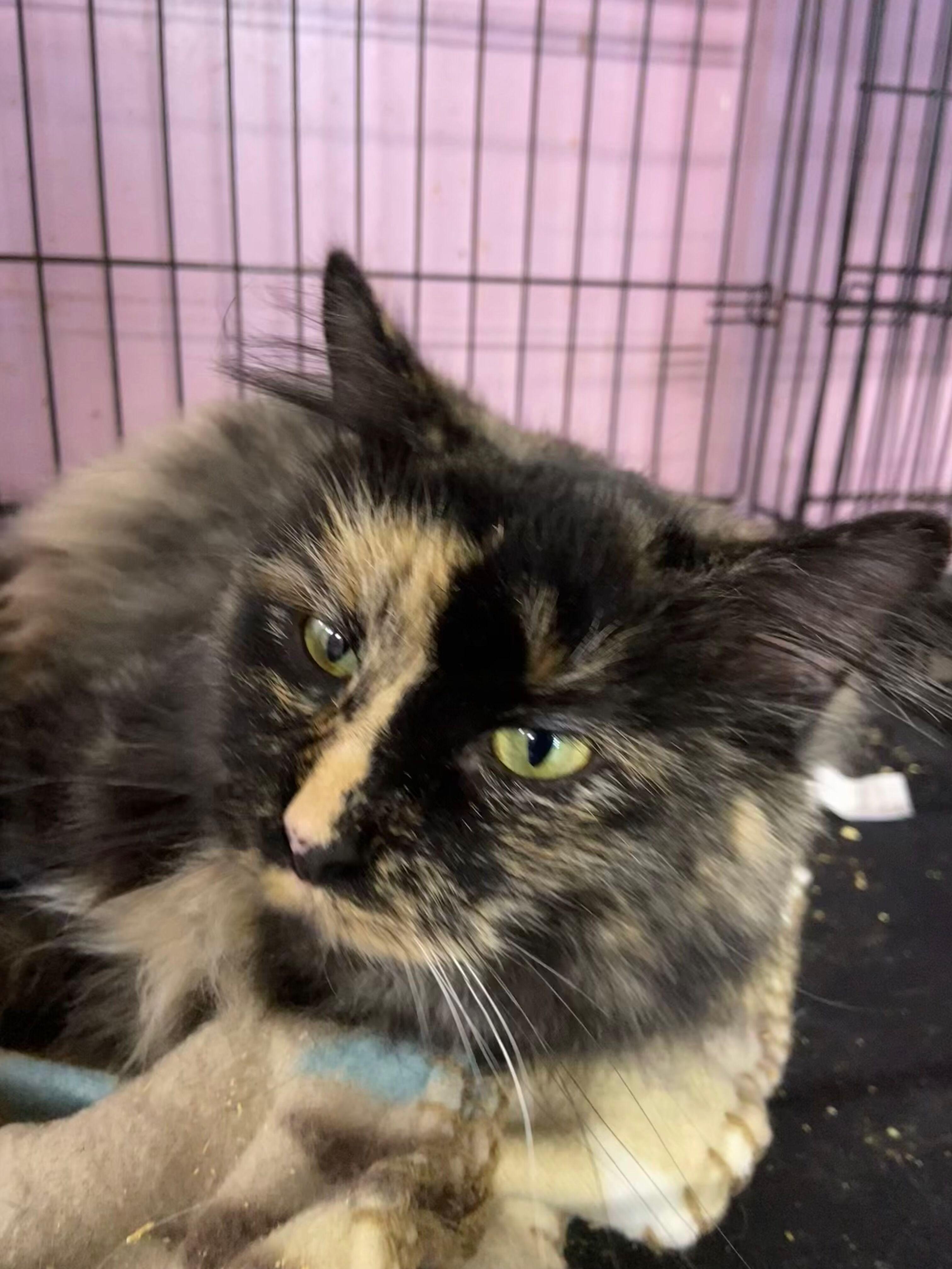 Jennifer, an adopted Torbie in Peru, IN image 6/6