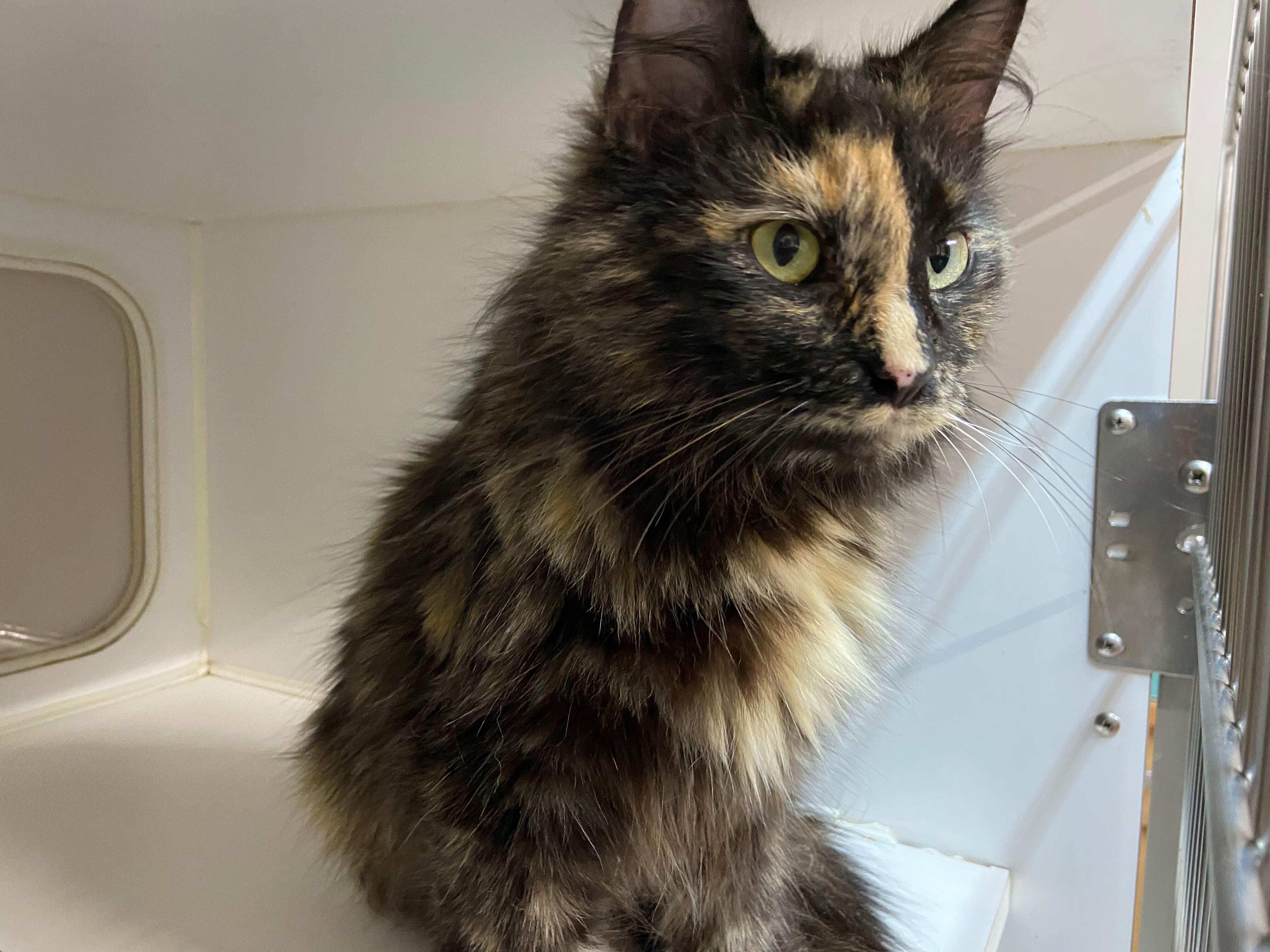 Jennifer, an adopted Torbie in Peru, IN image 2/6