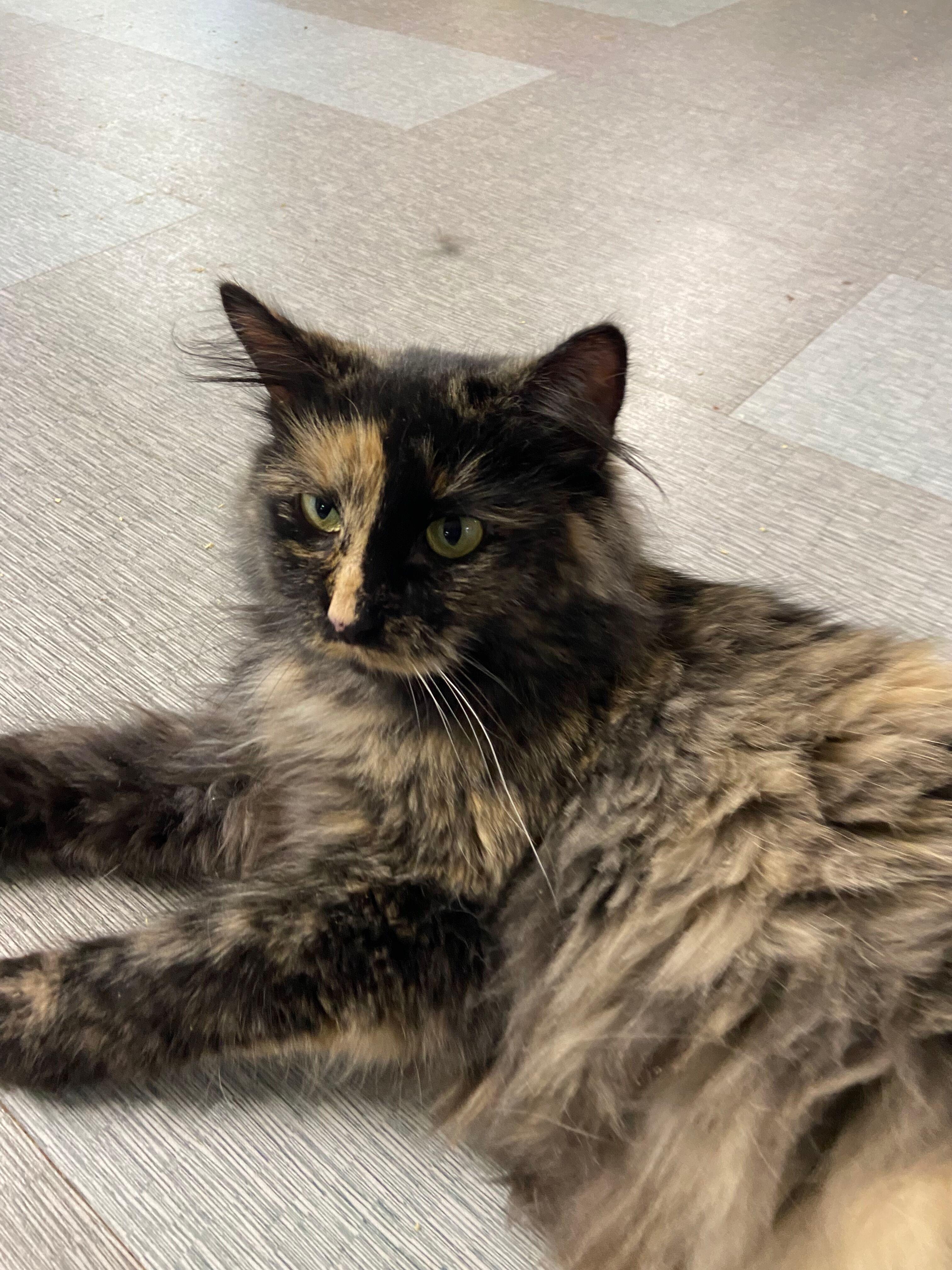 Jennifer, an adopted Torbie in Peru, IN image 5/6