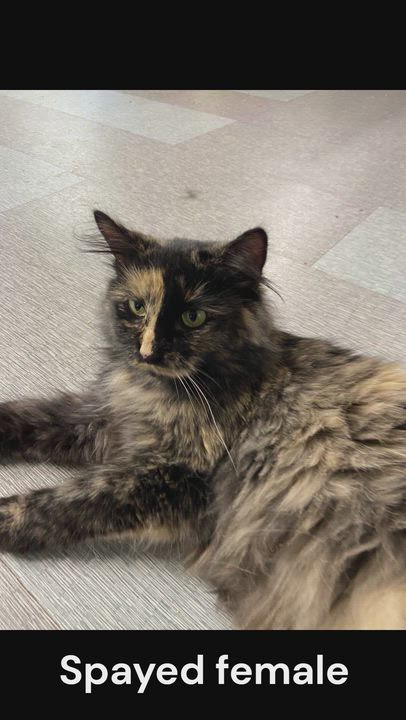 Enlarge Jennifer, an adopted Torbie in Peru, IN video 3/6