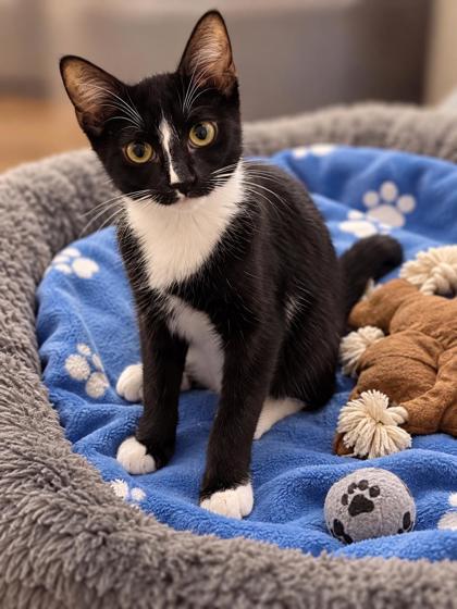 Enlarge Sandie, a Adoptable mixed breed in New York, NY image 1/6