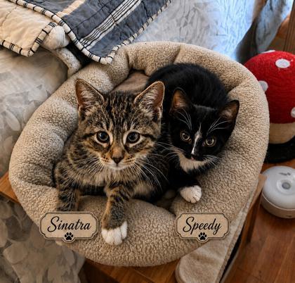 Speedy, a Adoptable mixed breed in New York, NY image 3/3