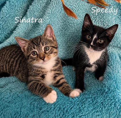 Speedy, a Adoptable mixed breed in New York, NY image 1/3