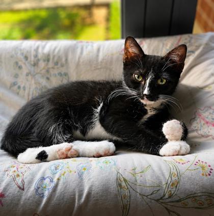 Enlarge Speedy, a Adoptable mixed breed in New York, NY image 2/6
