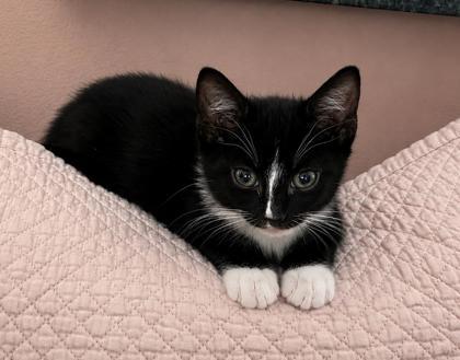 Speedy, a Adoptable mixed breed in New York, NY image 2/3