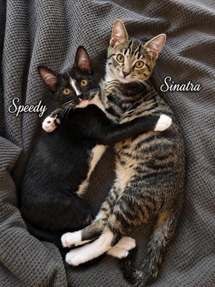 Enlarge Speedy, a Adoptable mixed breed in New York, NY image 1/6