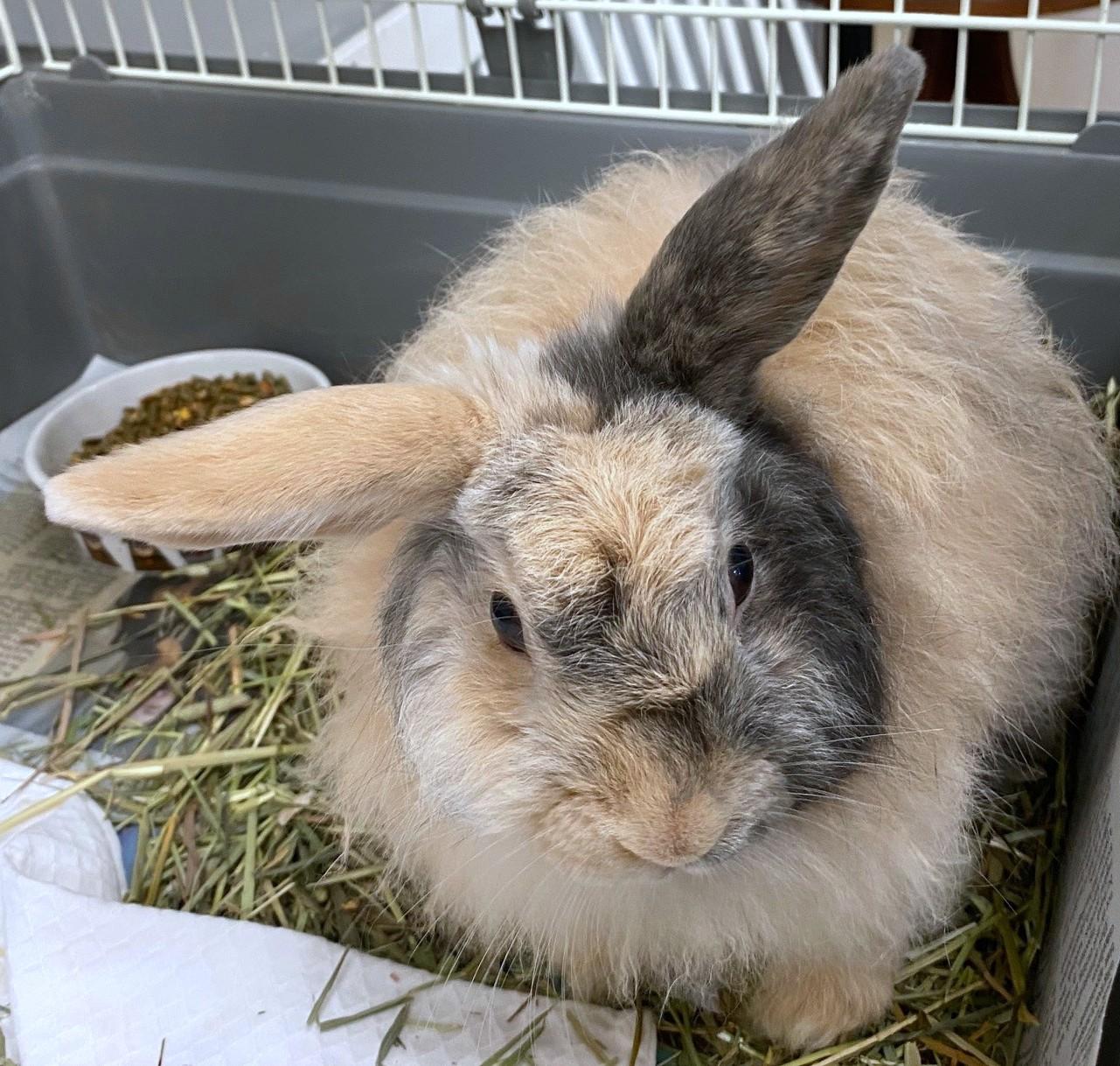 Enlarge Pumpkin A216320, an adopted Lionhead in Plano, TX image 1/1