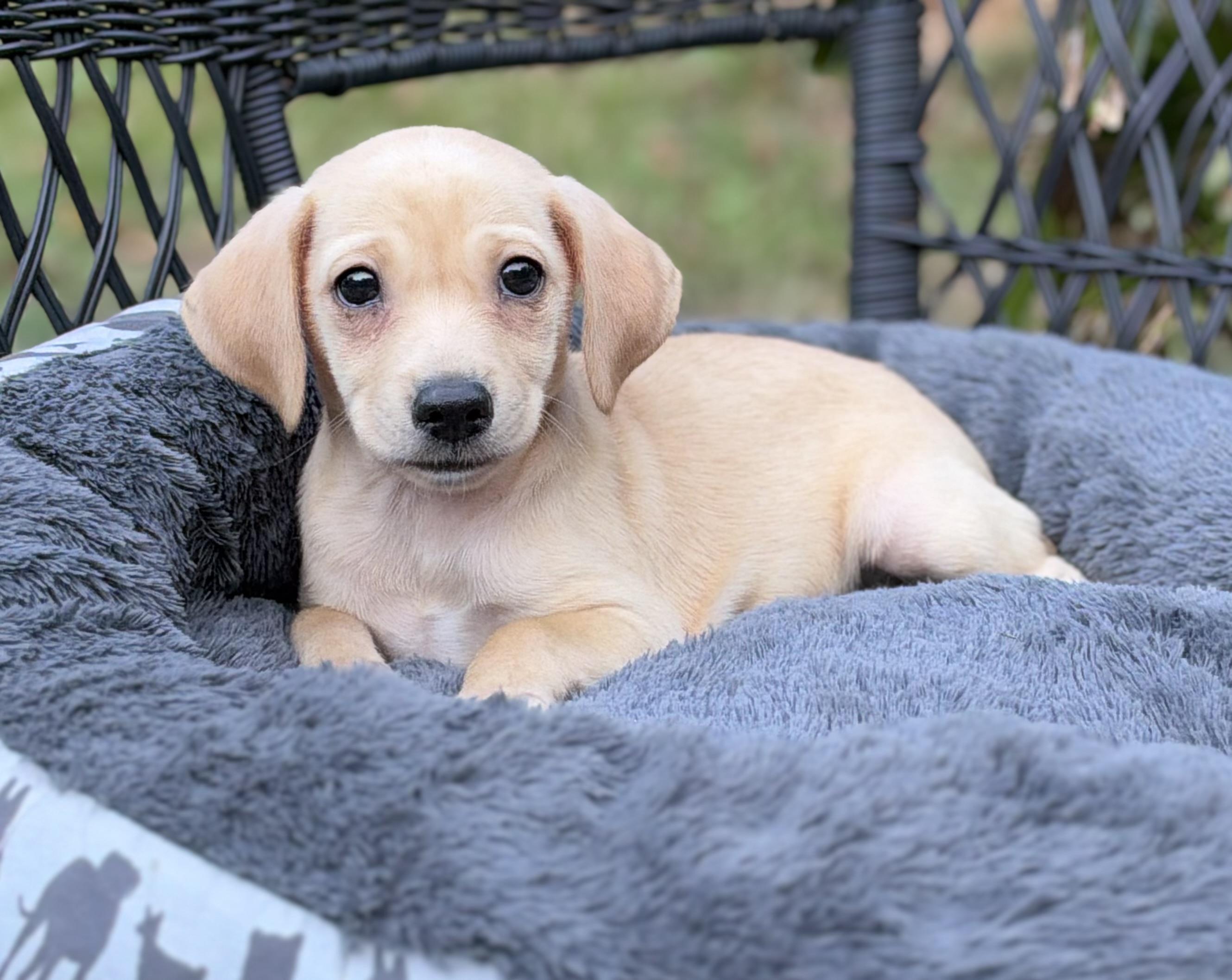Enlarge Skillet-ADOPTION PENDING, a Adopted mixed breed in Mt Pleasant, SC image 4/5