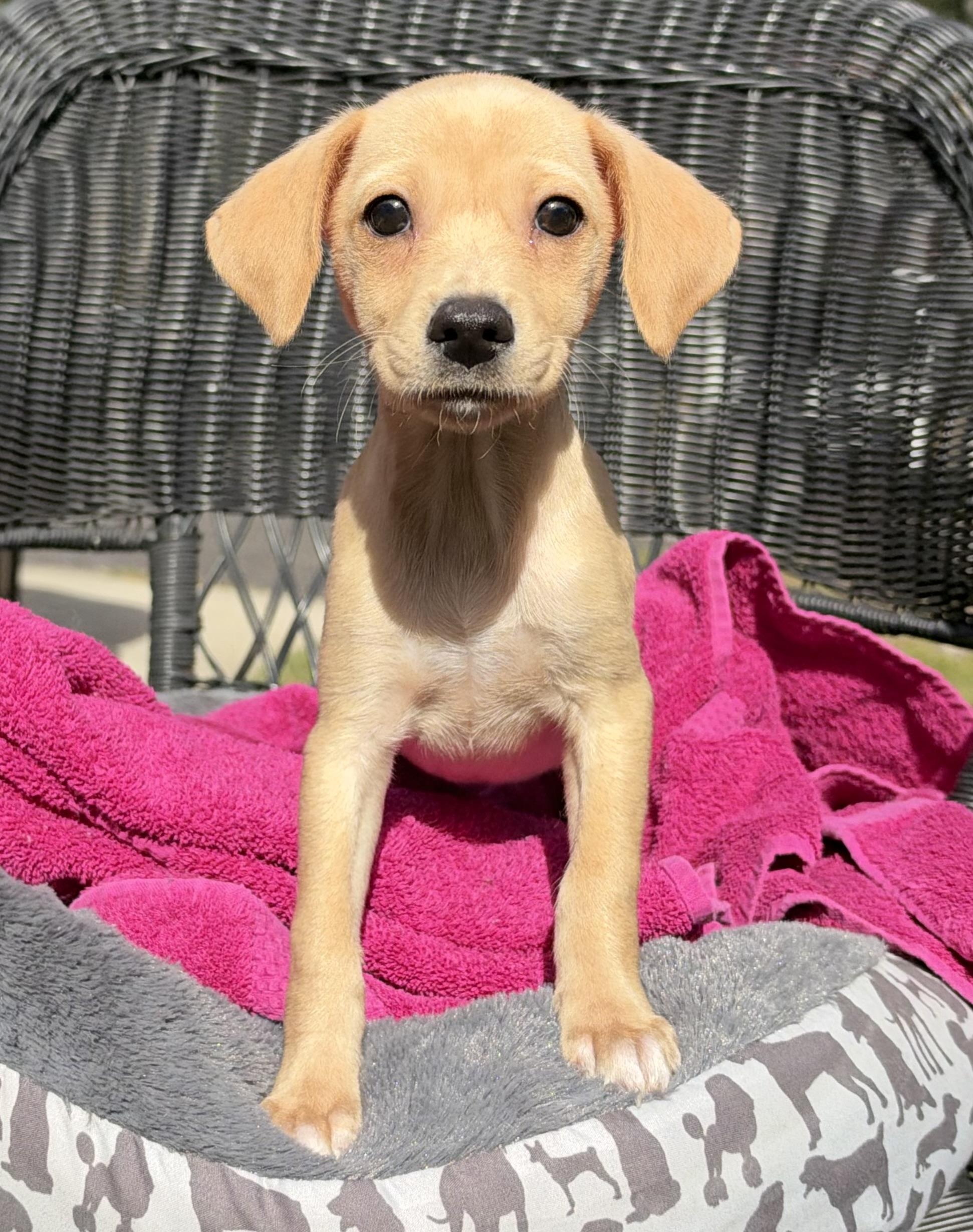 Enlarge Skillet-ADOPTION PENDING, a Adopted mixed breed in Mt Pleasant, SC image 3/5