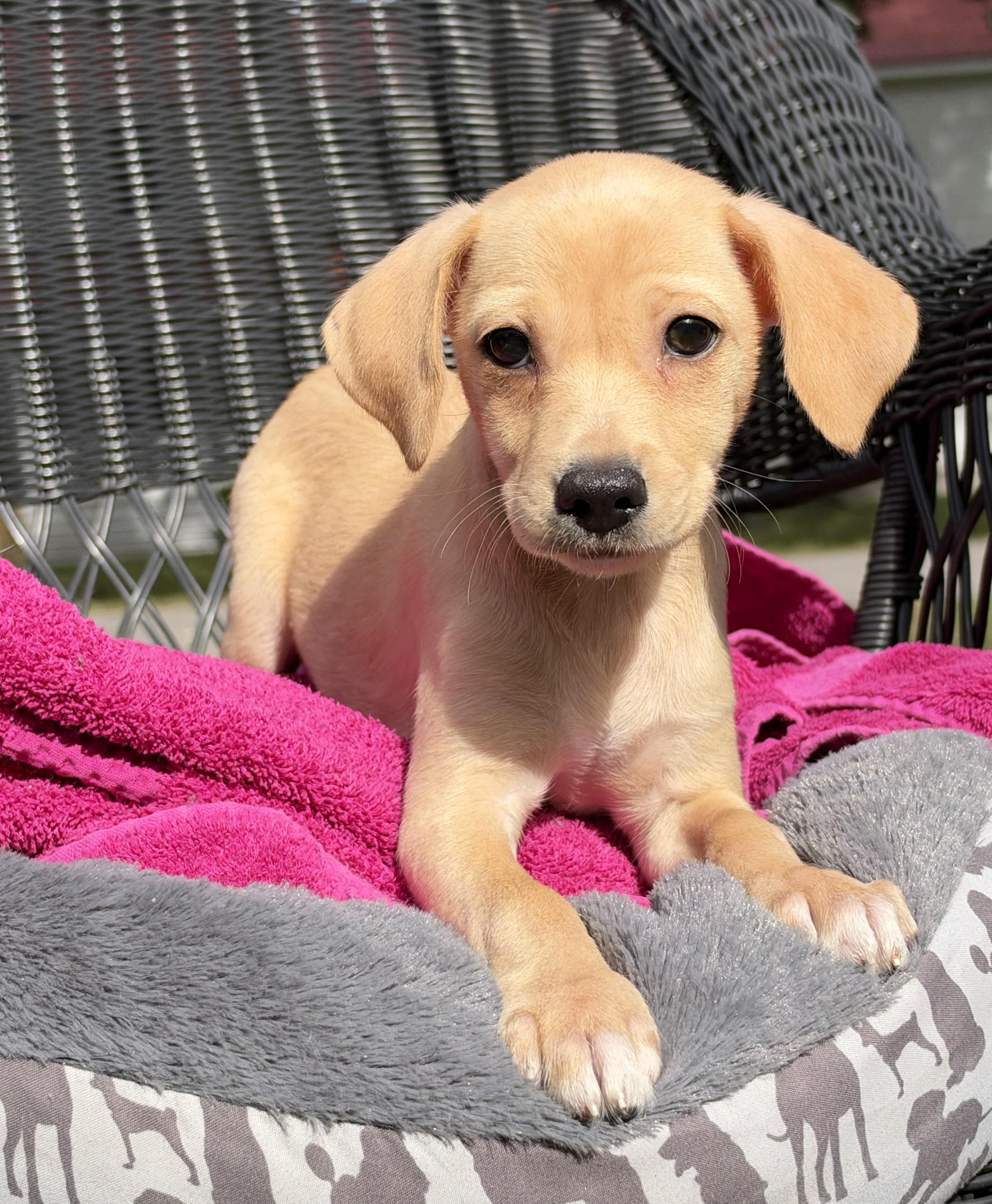 Enlarge Skillet-ADOPTION PENDING, a Adopted mixed breed in Mt Pleasant, SC image 1/5