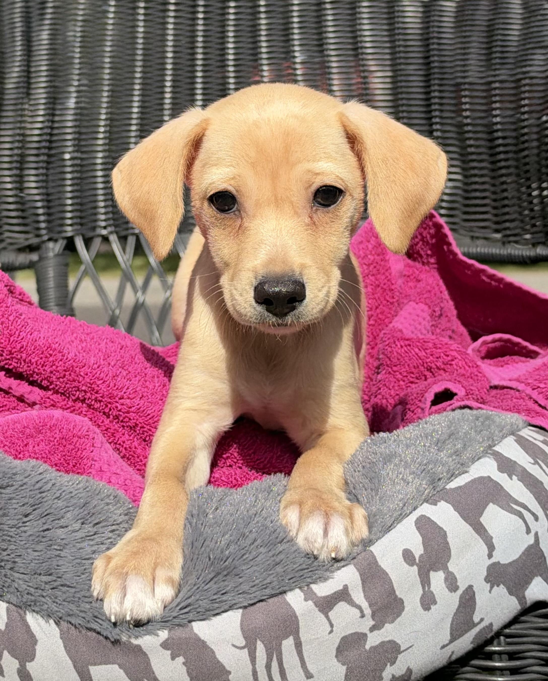 Enlarge Skillet-ADOPTION PENDING, a Adopted mixed breed in Mt Pleasant, SC image 2/5