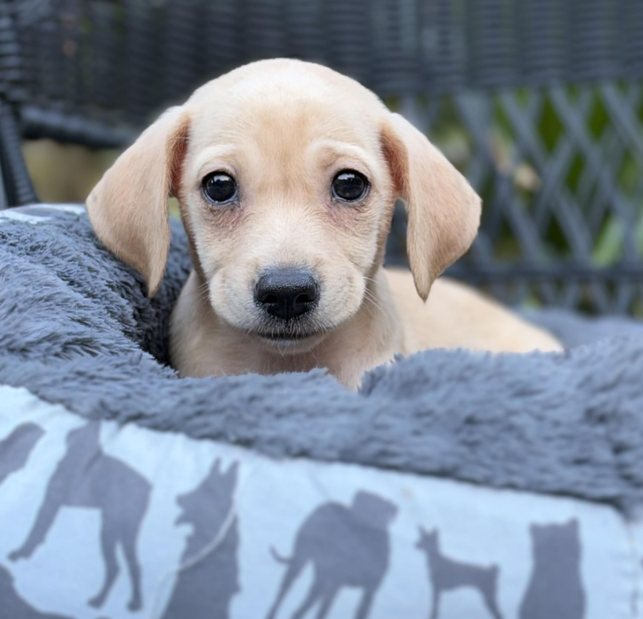 Enlarge Skillet-ADOPTION PENDING, a Adopted mixed breed in Mt Pleasant, SC image 5/5