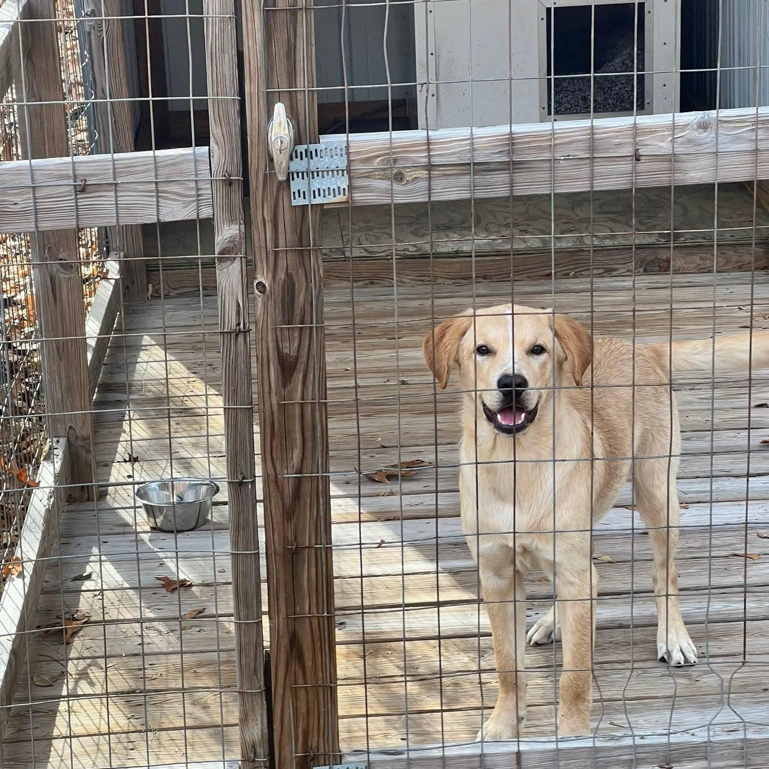 Buddy, ADOPTABLE, Young Male Labrador Retriever.