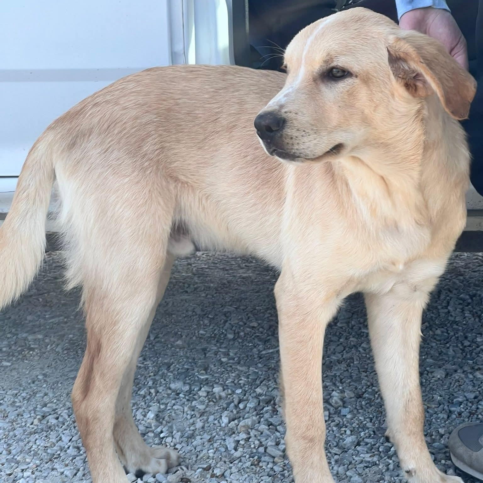 Enlarge Buddy, a ADOPTABLE mixed breed in Trenton, MO image 2/3