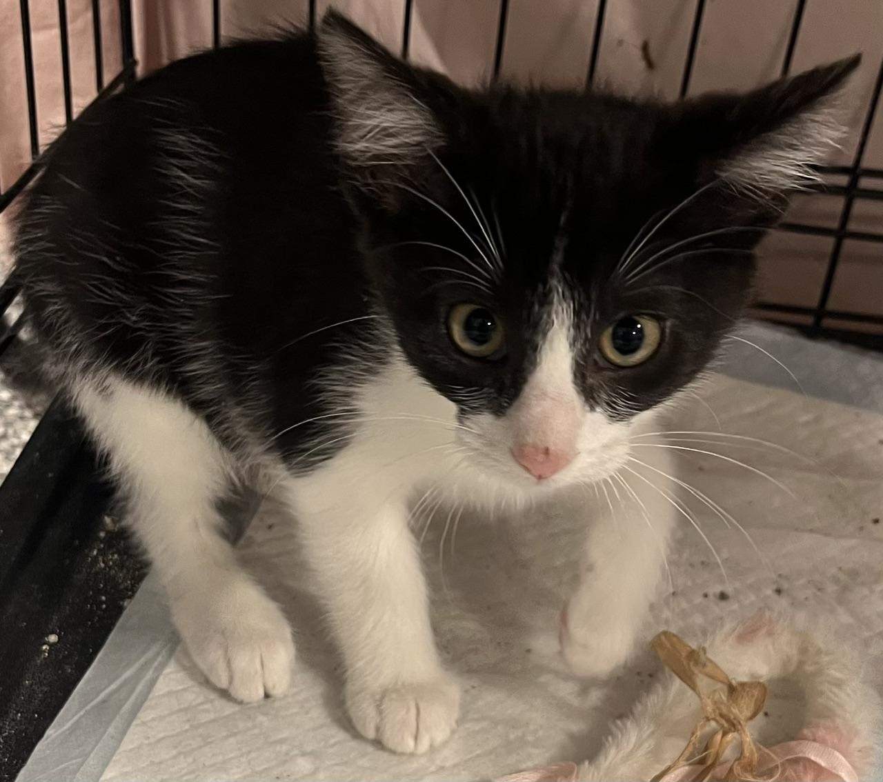 Enlarge Barbara, a ADOPTABLE Domestic Short Hair in Webster City, IA image 1/1
