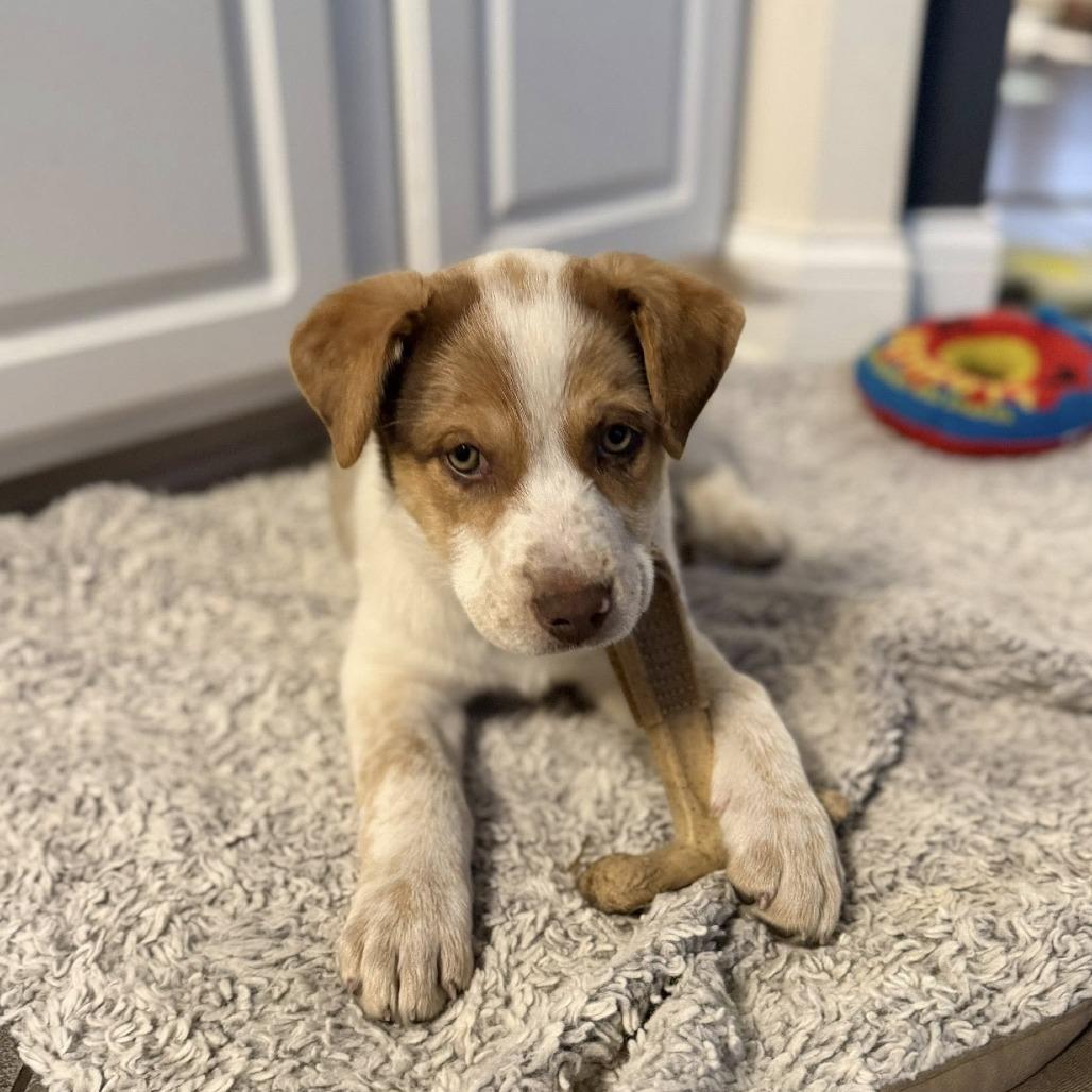 Jenna, Adoptable, Puppy Female Mixed Breed.