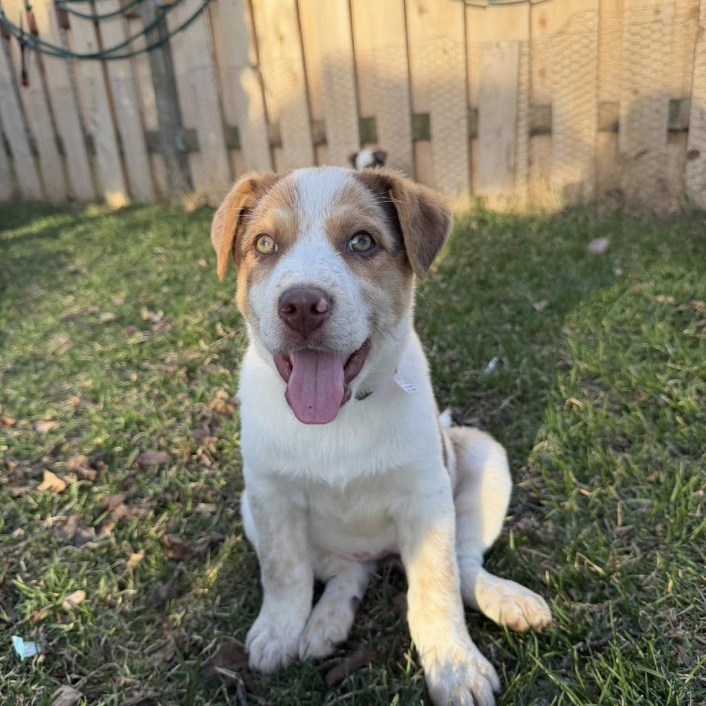 Enlarge Jenna, a Adoptable Mixed Breed in Joliet, IL image 2/3