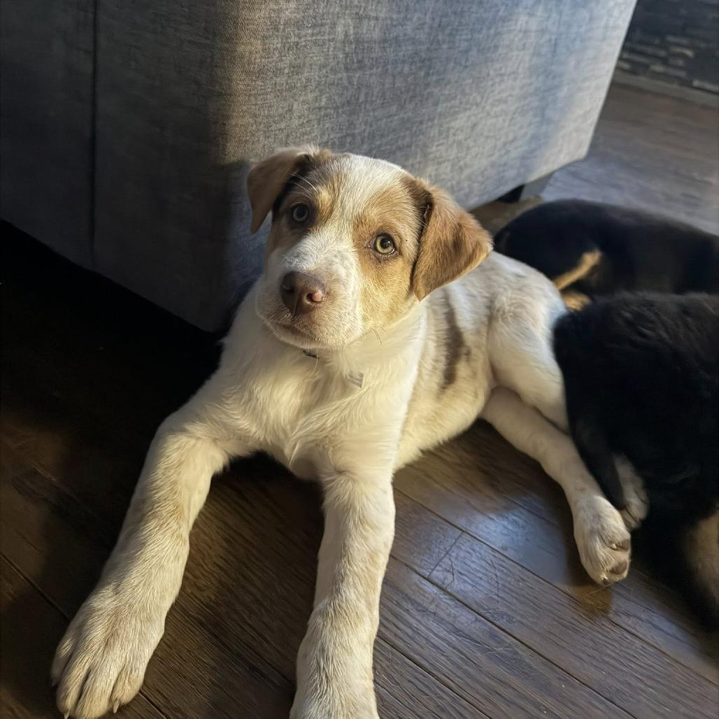 Enlarge Jenna, a Adoptable Mixed Breed in Joliet, IL image 3/3