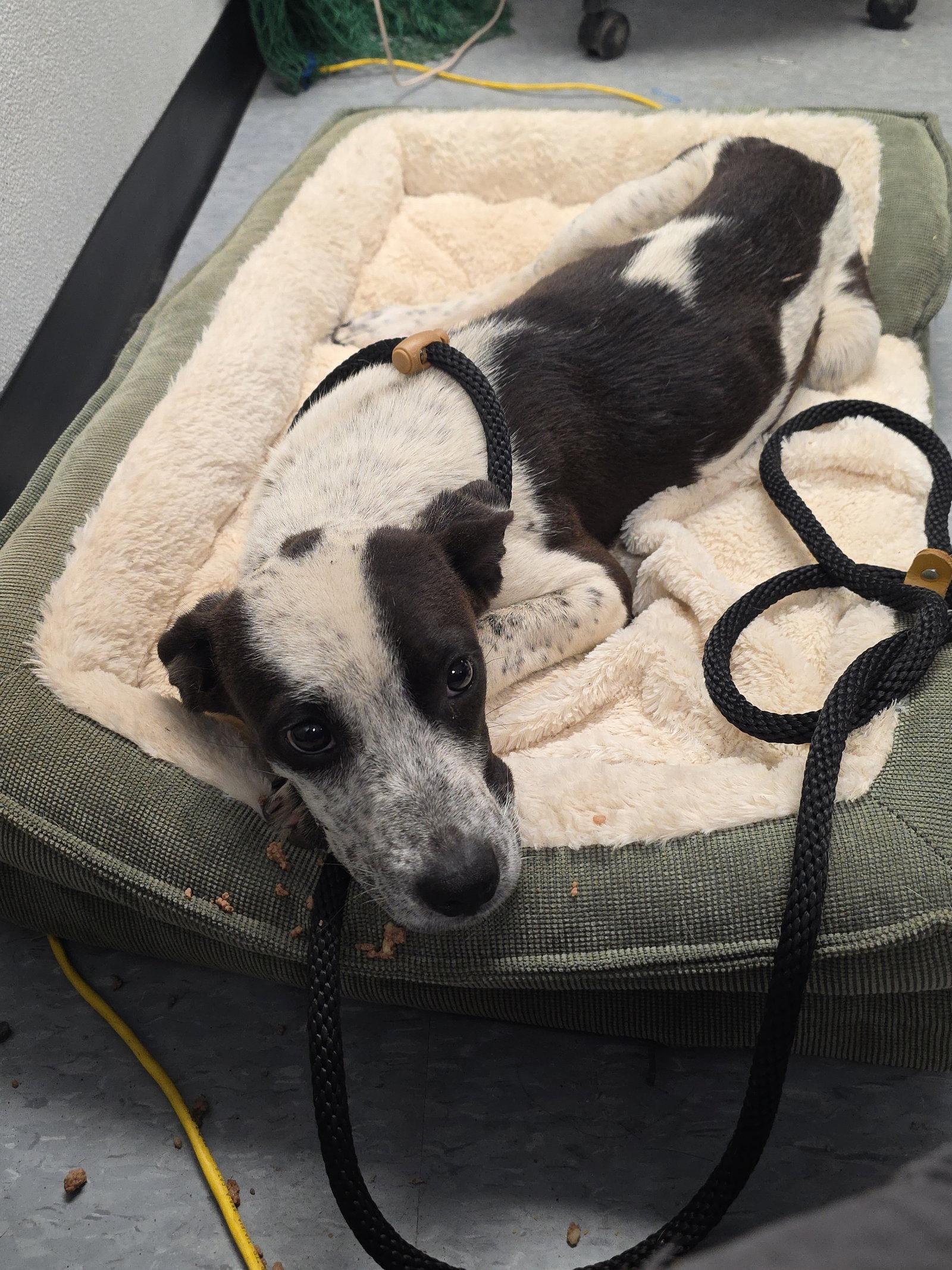 Enlarge Juney, a Adoptable Australian Cattle Dog / Blue Heeler in Las Vegas, NM image 1/1