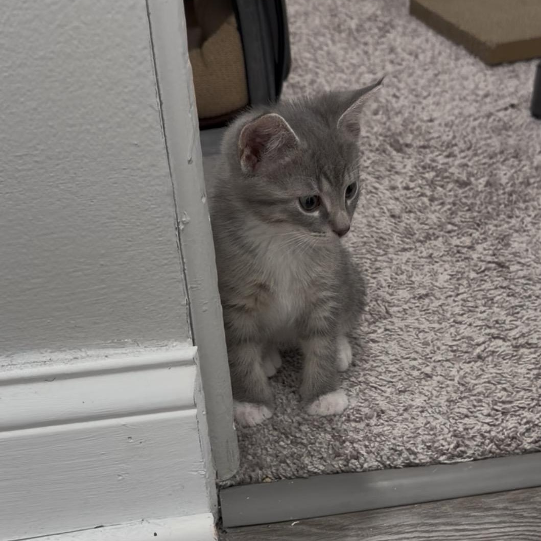 Sylvio, a Adoptable Domestic Short Hair in Cleveland Heights, OH image 1/3