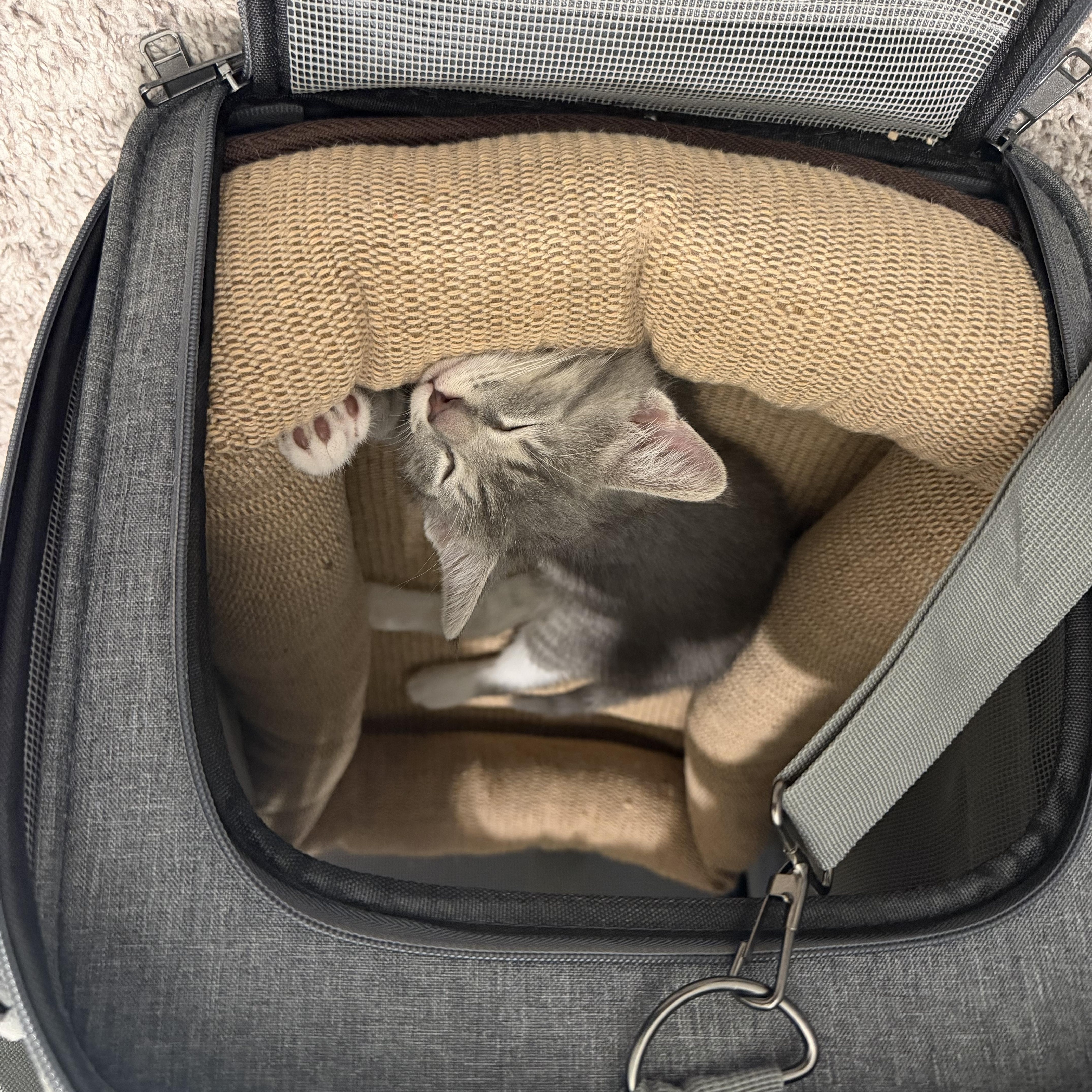 Sylvio, a Adoptable Domestic Short Hair in Cleveland Heights, OH image 2/3