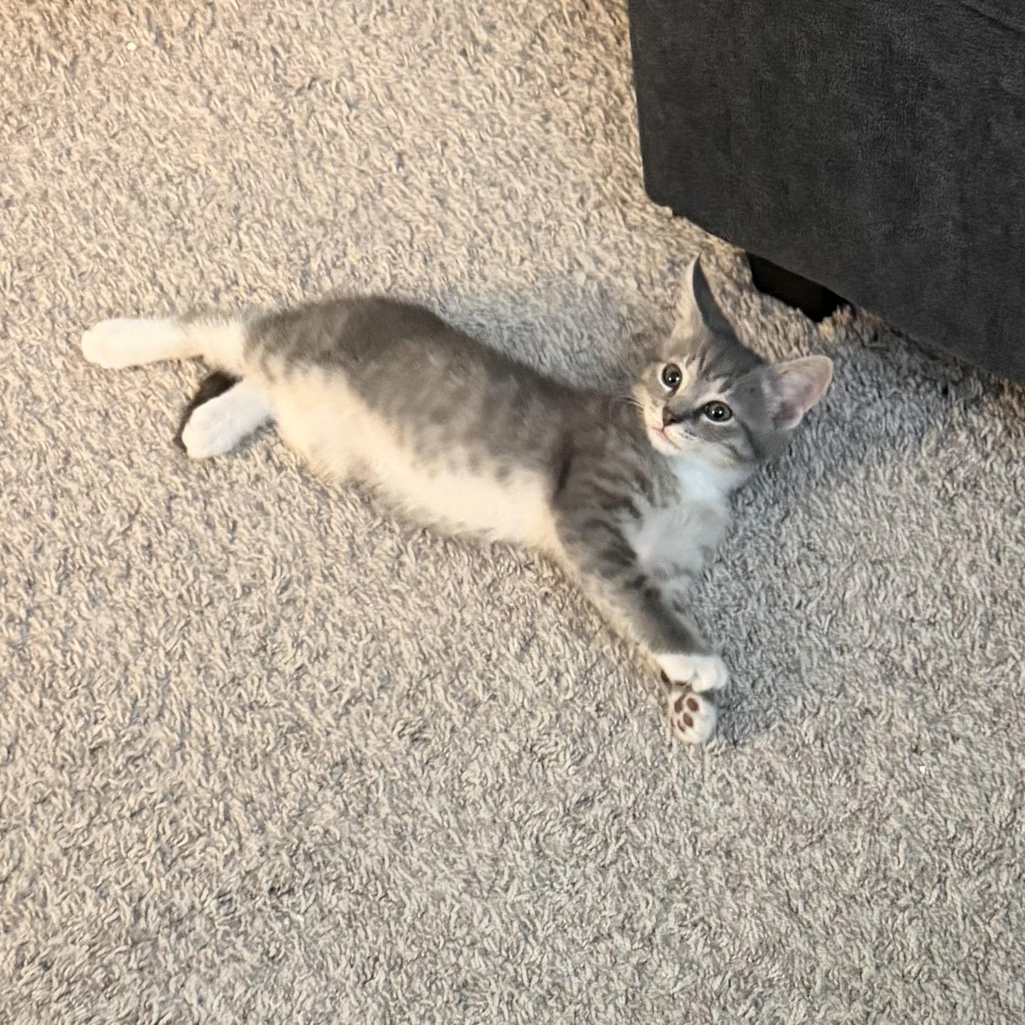 Sylvio, a Adoptable Domestic Short Hair in Cleveland Heights, OH image 3/3