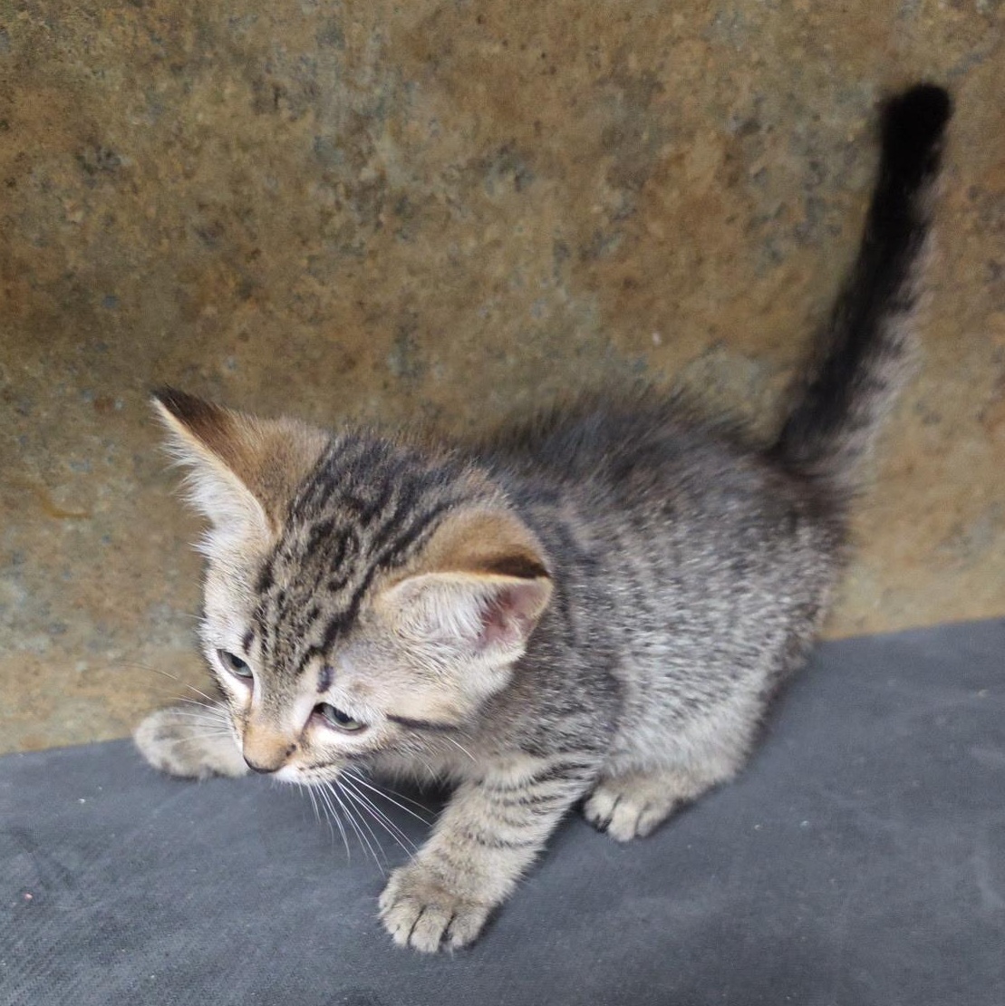 Enlarge African Lilly, an adopted Tabby in Clarksville, VA image 2/2