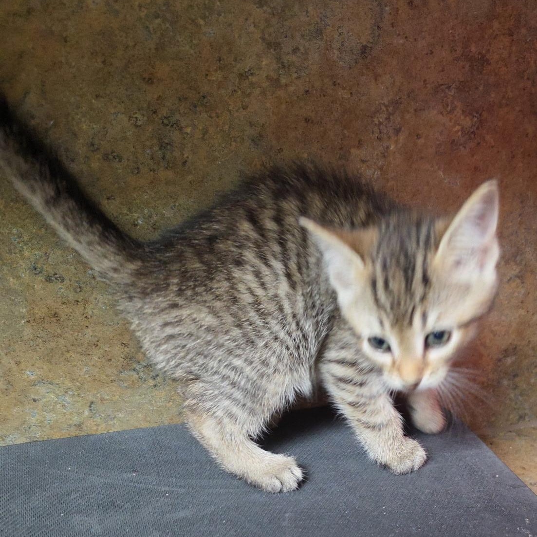 African Lilly, adopted, Kitten Female Tabby.