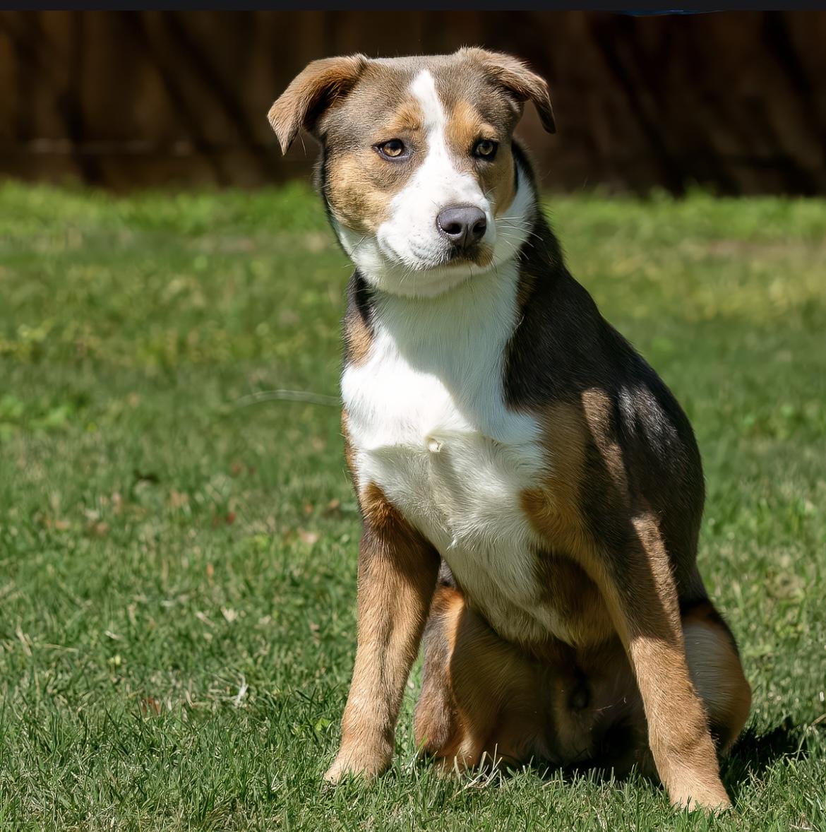 Enlarge Miller, a Adoptable mixed breed in Seattle, WA image 6/6
