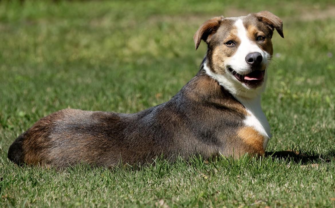 Enlarge Miller, a Adoptable mixed breed in Seattle, WA image 4/6