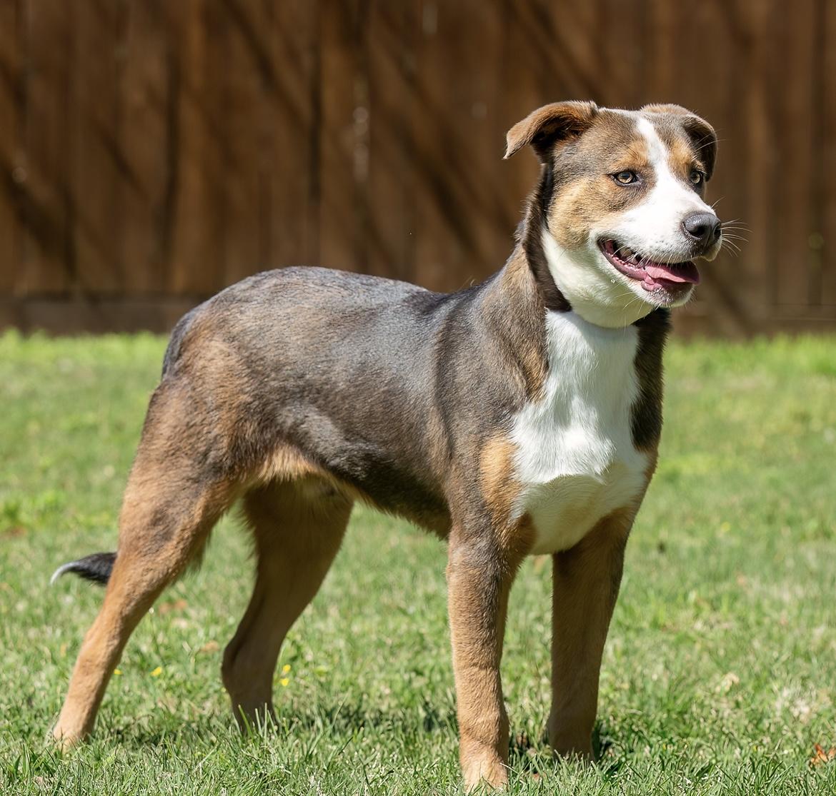 Enlarge Miller, a Adoptable mixed breed in Seattle, WA image 2/6