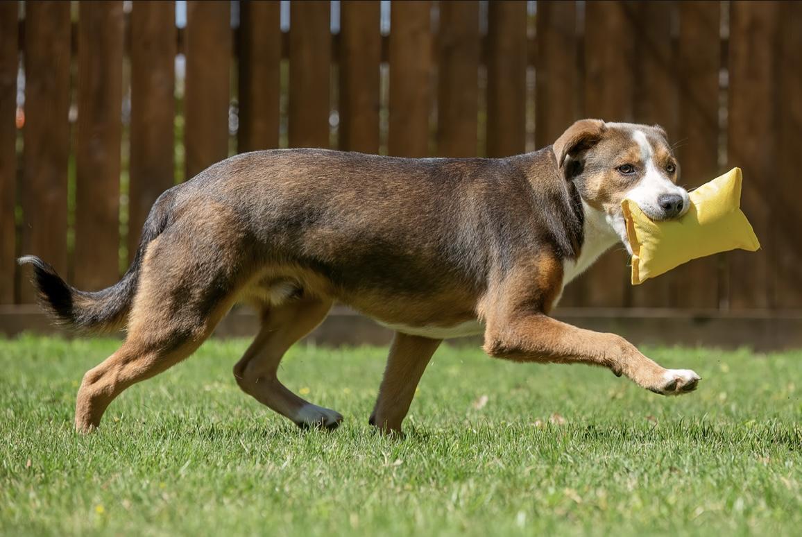 Enlarge Miller, a Adoptable mixed breed in Seattle, WA image 5/6