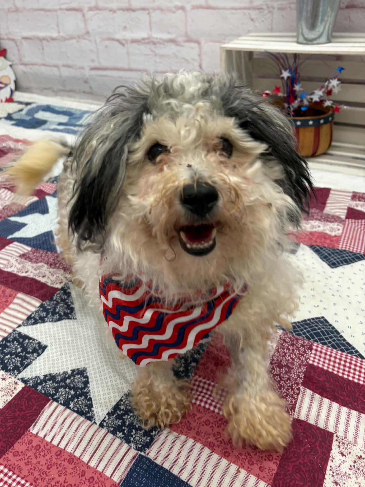 Max, an adopted mixed breed in Oxford, MI image 3/4
