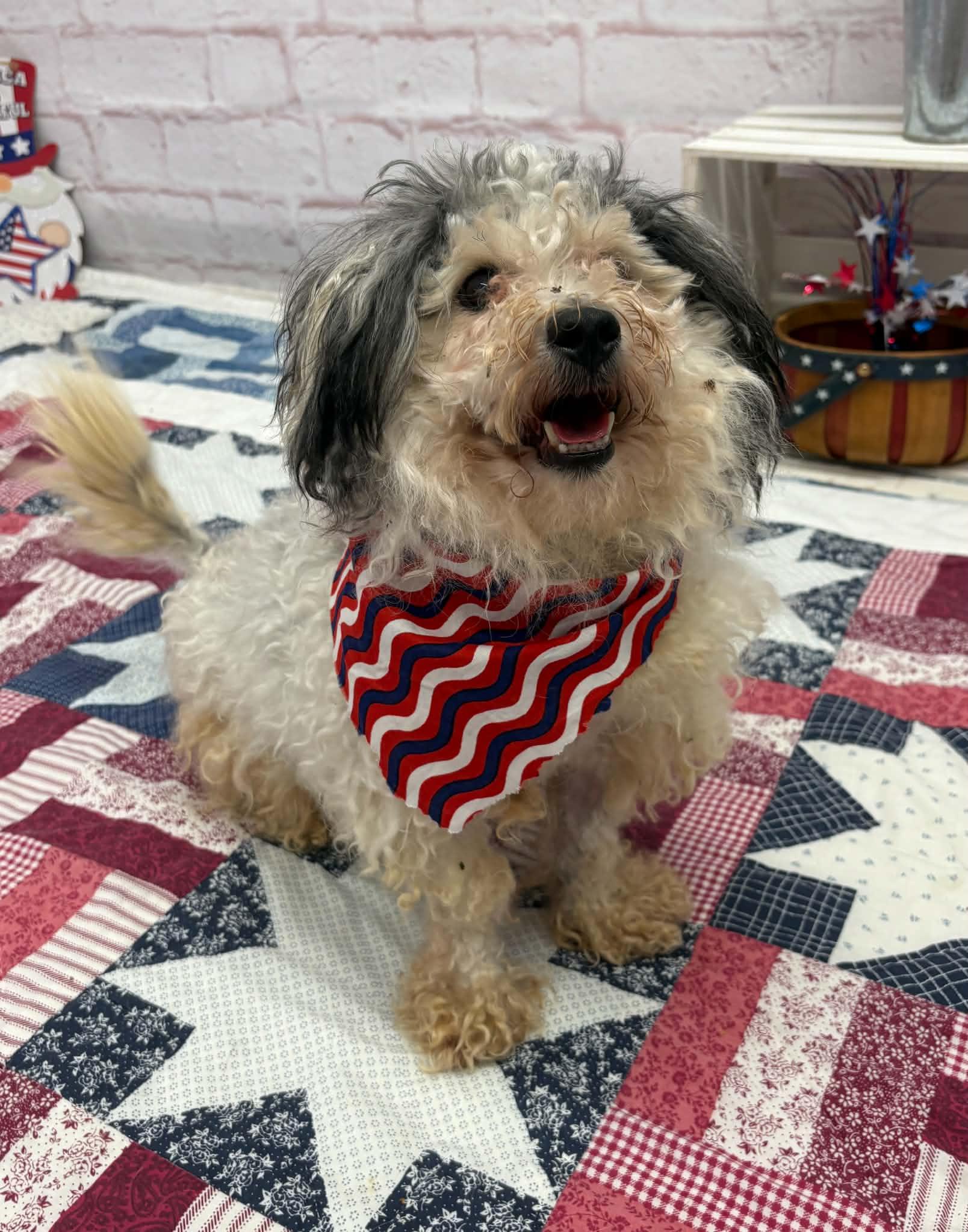 Max, an adopted mixed breed in Oxford, MI image 1/4