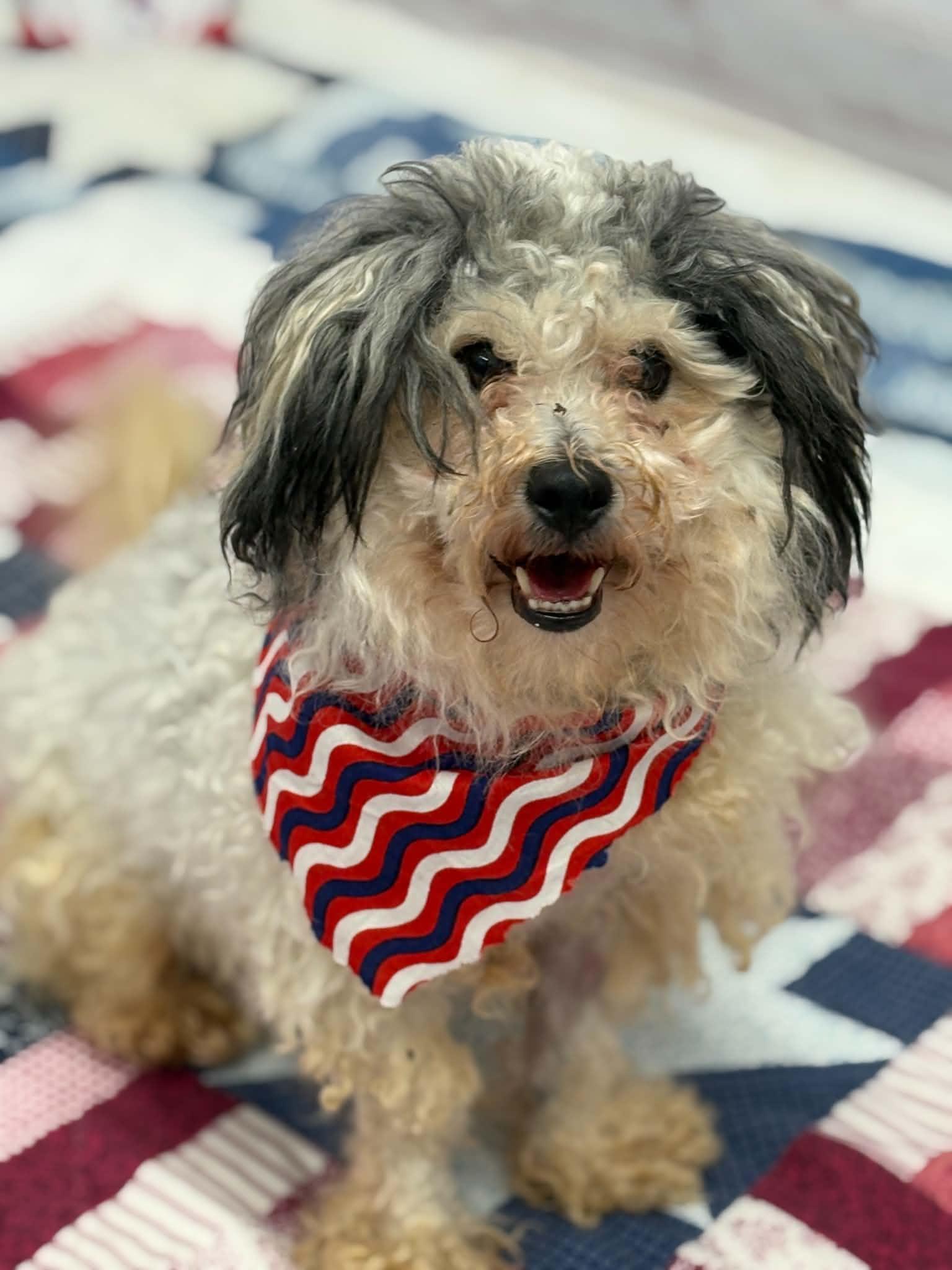 Max, an adopted mixed breed in Oxford, MI image 2/4