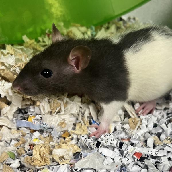 Fig Newton, Adopted, Baby Male Rat.