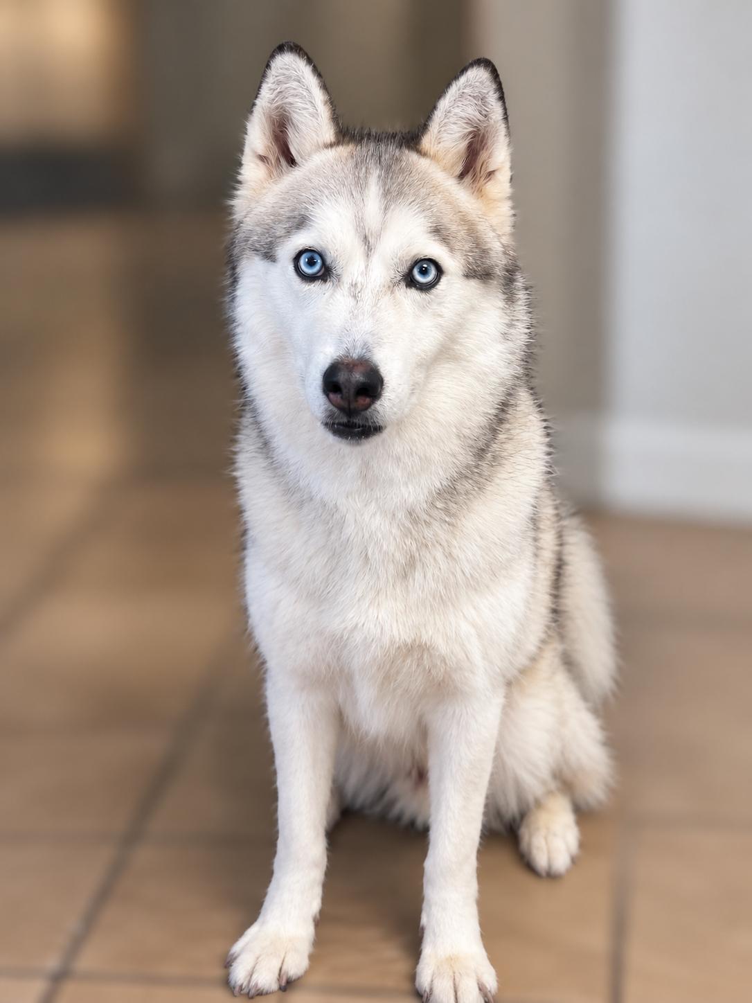 Enlarge Apollo, a Adopted Siberian Husky in Norwich, NY image 1/1