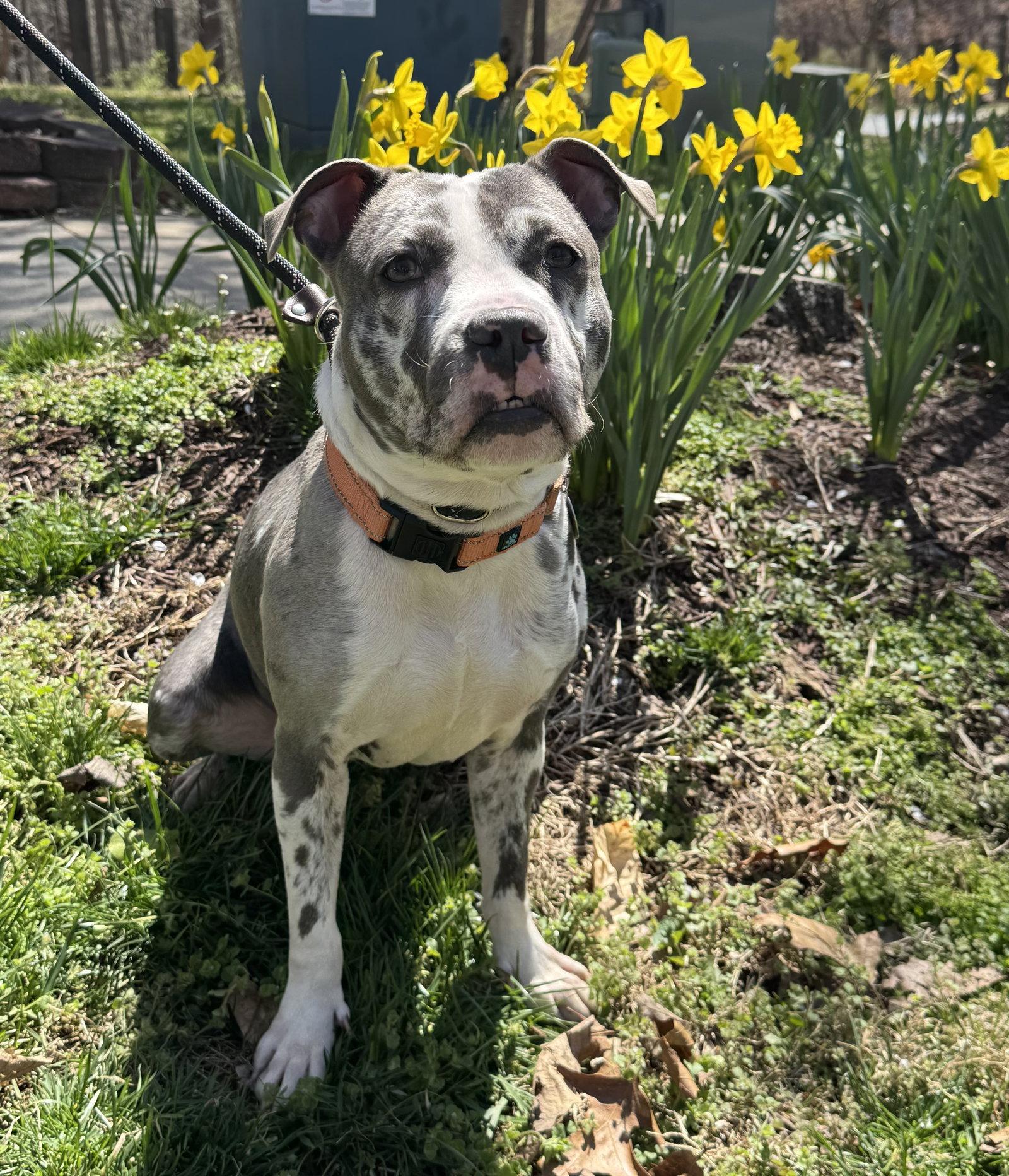 Enlarge Ava, a Adopted Pit Bull Terrier in Rockville, MD image 1/3