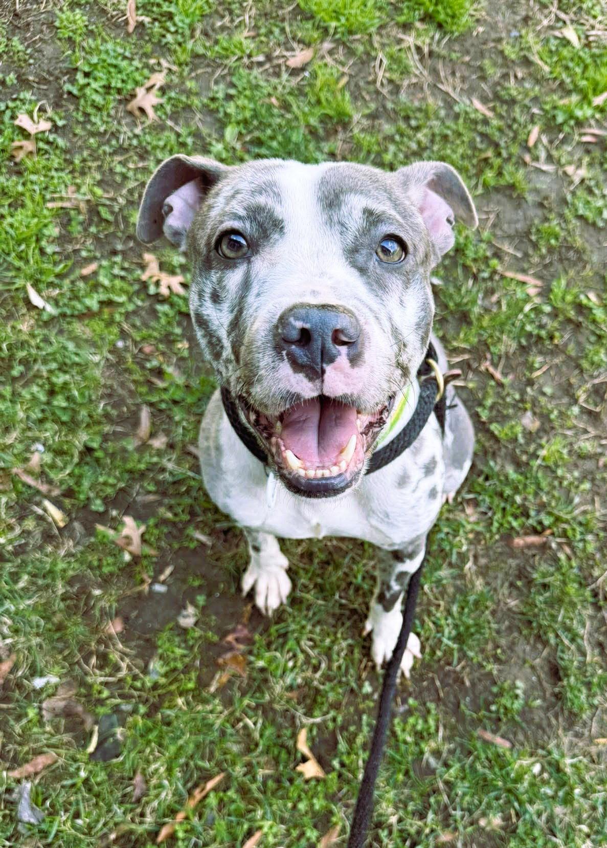 Enlarge Ava, a Adopted Pit Bull Terrier in Rockville, MD image 2/3