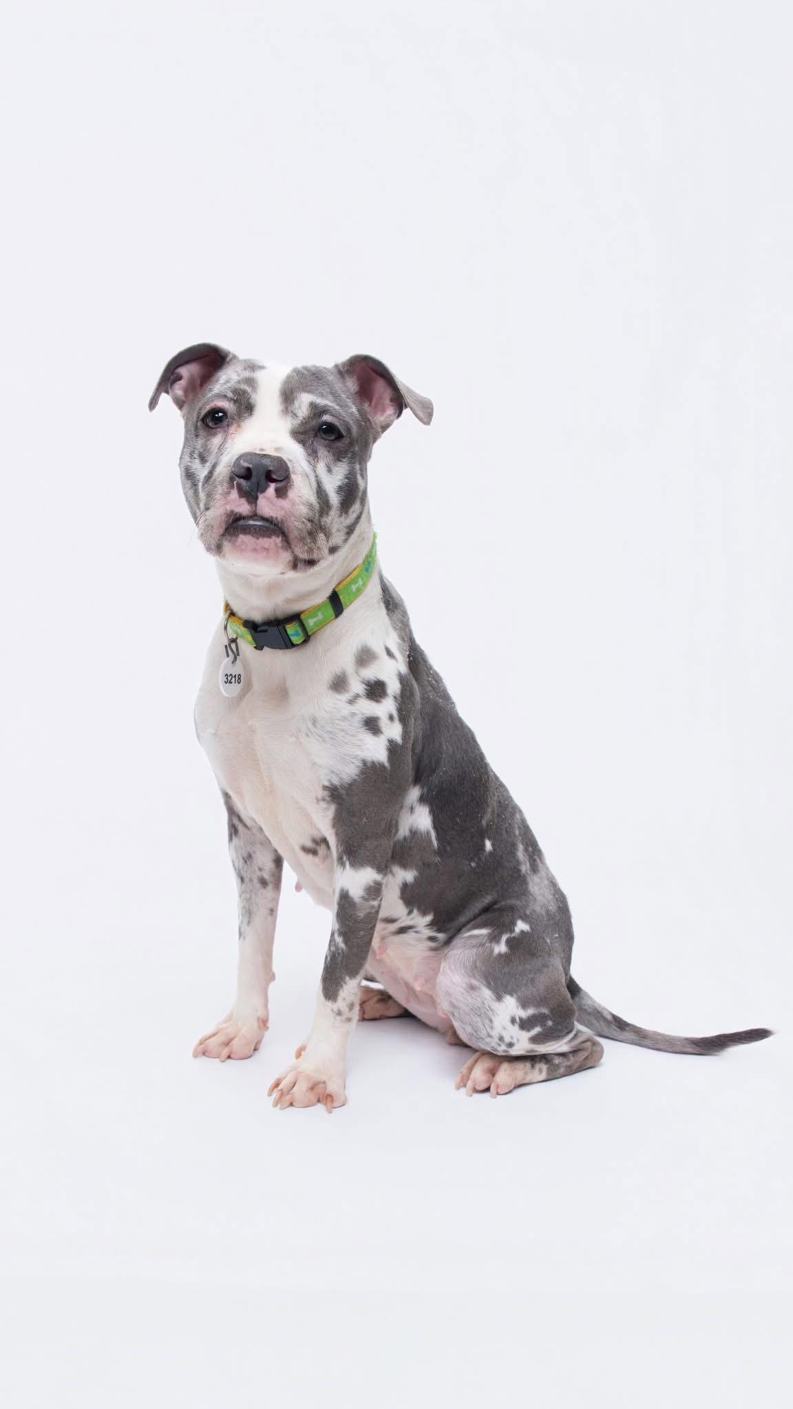 Enlarge Ava, a Adopted Pit Bull Terrier in Rockville, MD image 3/3