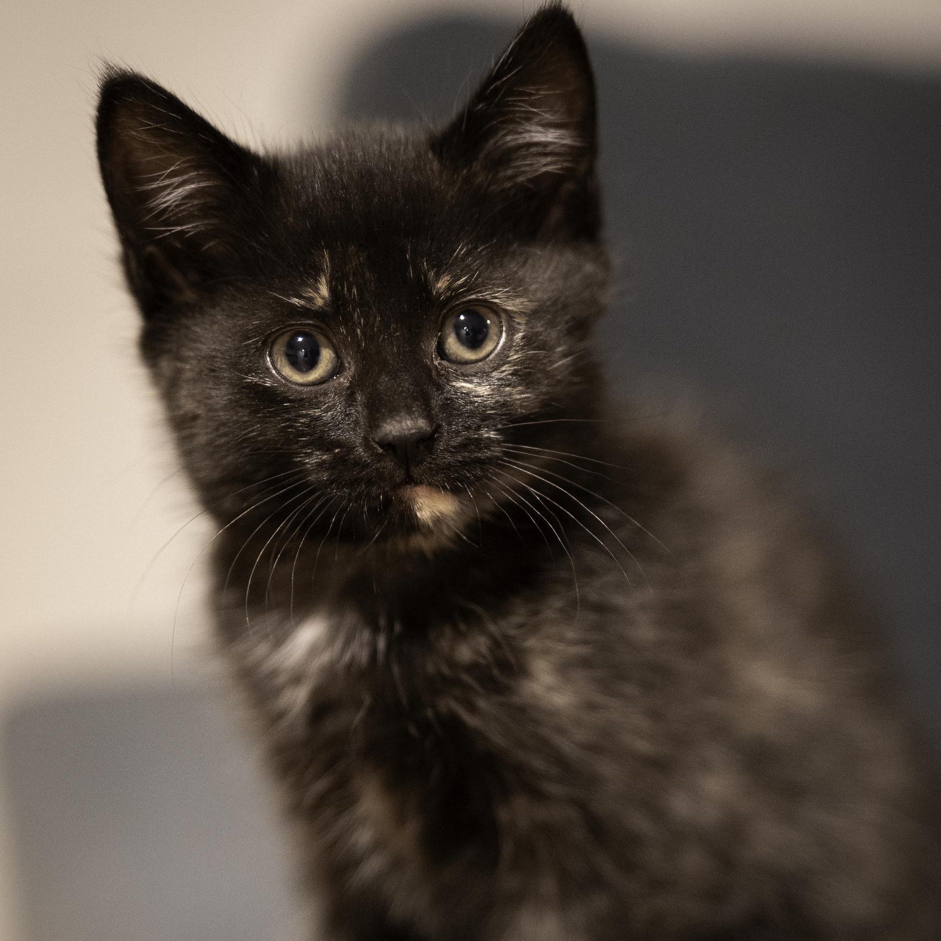 Enlarge Fish, a ADOPTABLE mixed breed in Hyattsville, MD image 1/5