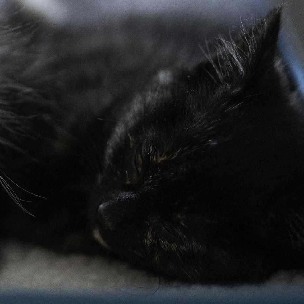 Enlarge Fish, a ADOPTABLE mixed breed in Hyattsville, MD image 5/5