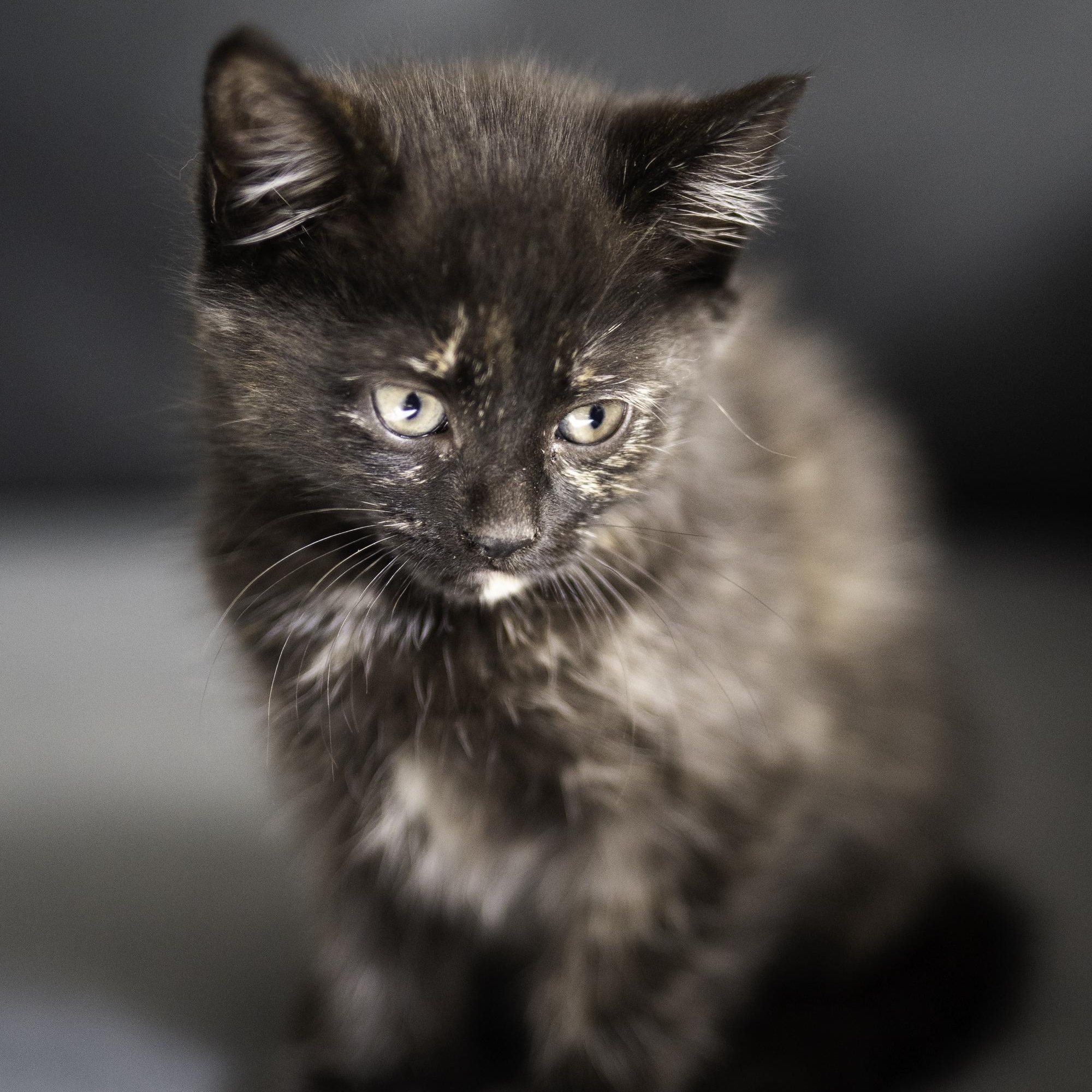 Enlarge Fish, a ADOPTABLE mixed breed in Hyattsville, MD image 4/5