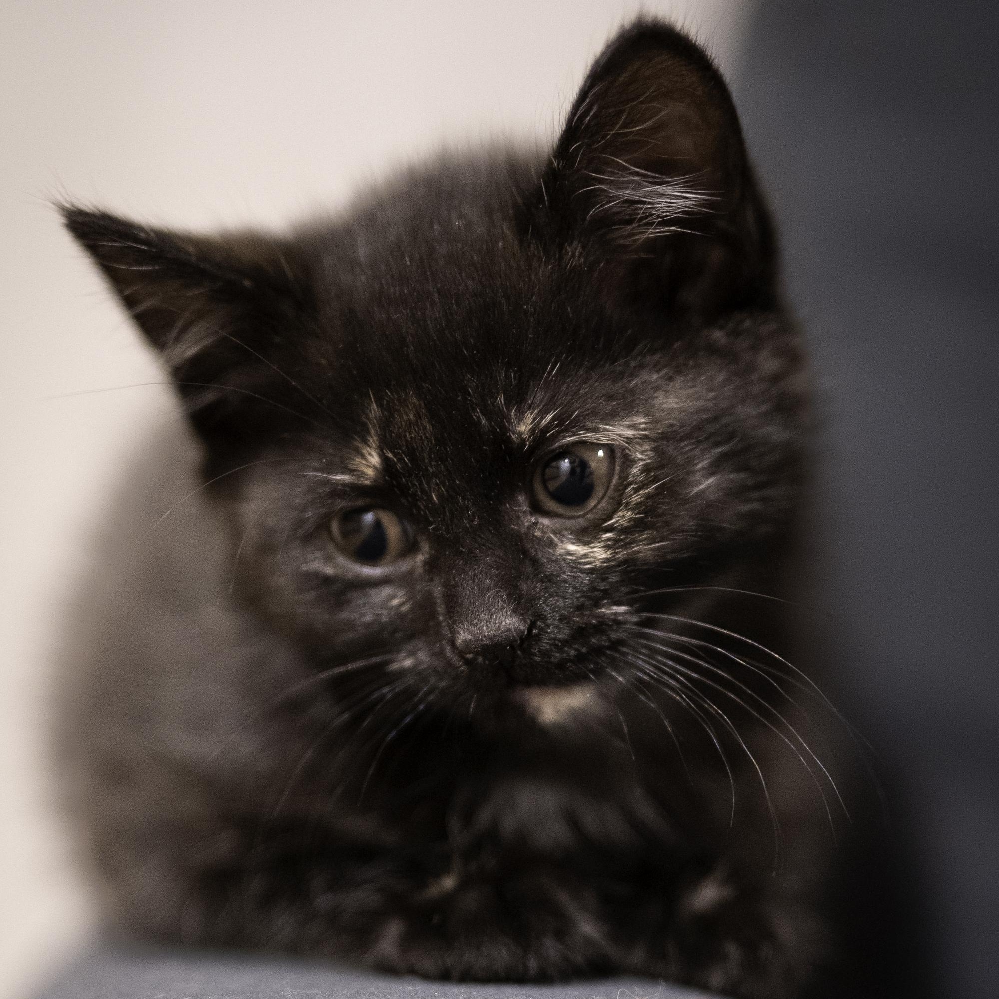 Enlarge Fish, a ADOPTABLE mixed breed in Hyattsville, MD image 3/5