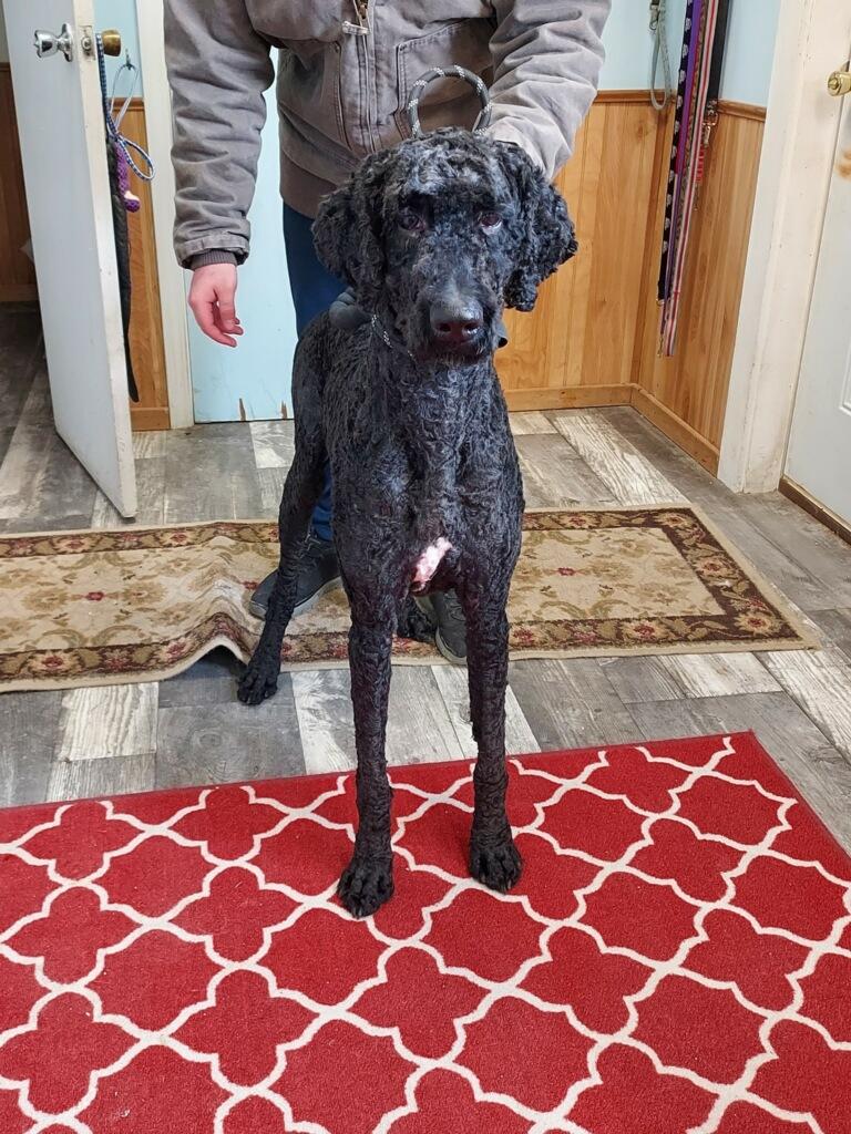 Beau , an adoptable Standard Poodle in Homewood, IL image 2/2