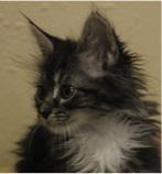 Ash, Adopted, Senior Female Domestic Short Hair.