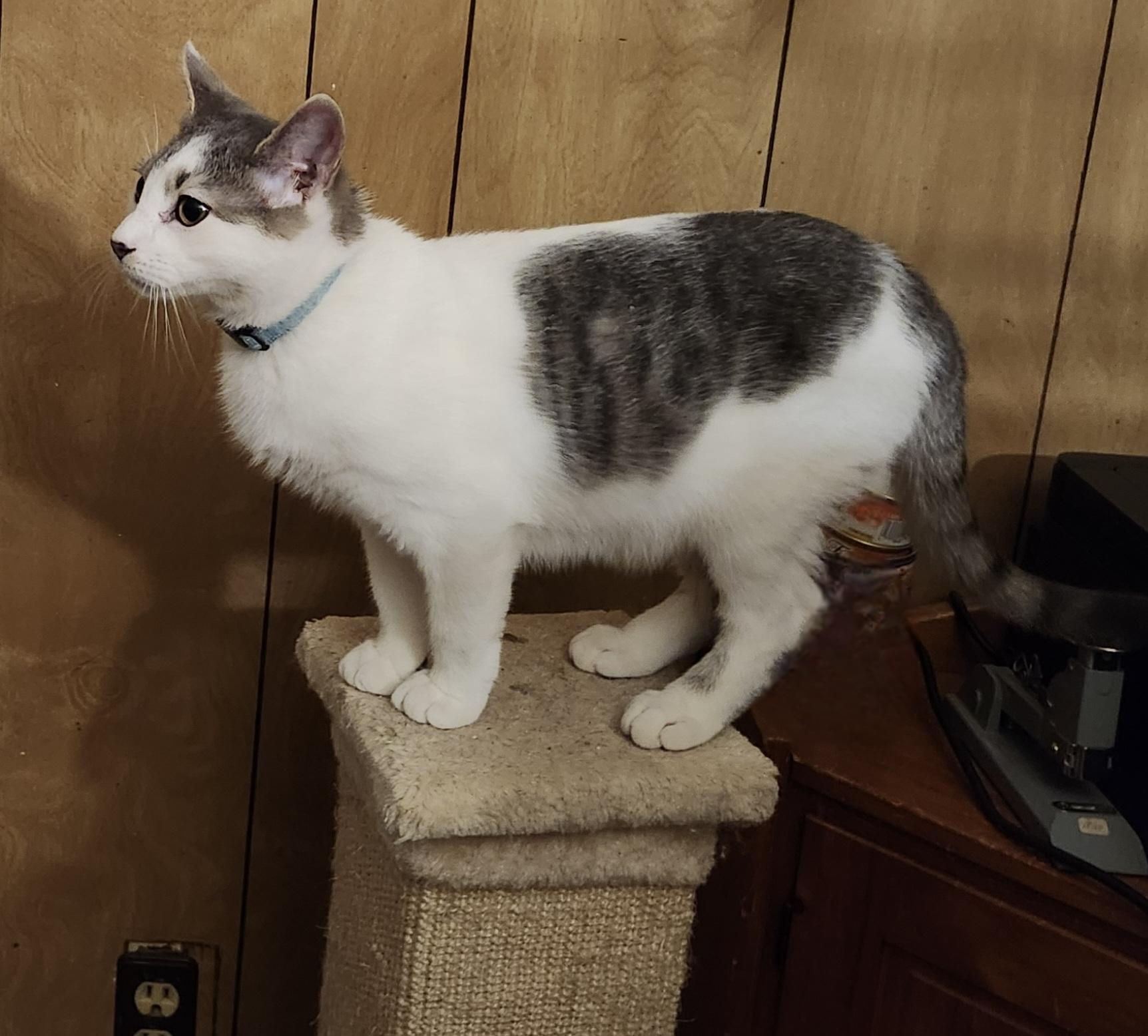 Kool, a Adoptable Domestic Short Hair in Kenhorst, PA image 3/3