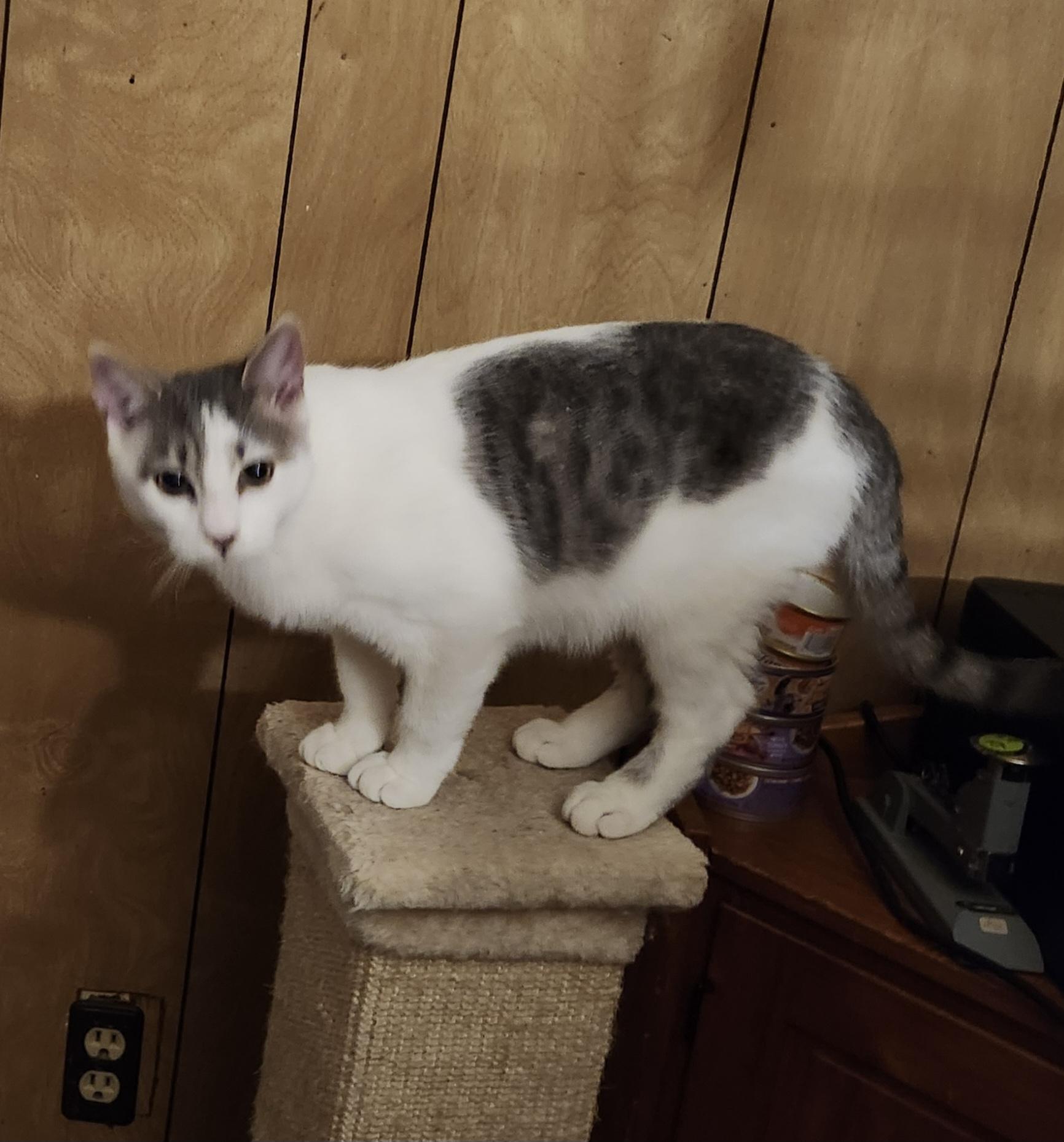 Kool, Baby Male Domestic Short Hair