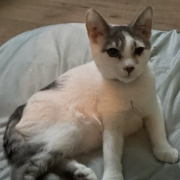 Kool, a Adoptable Domestic Short Hair in Kenhorst, PA image 2/3