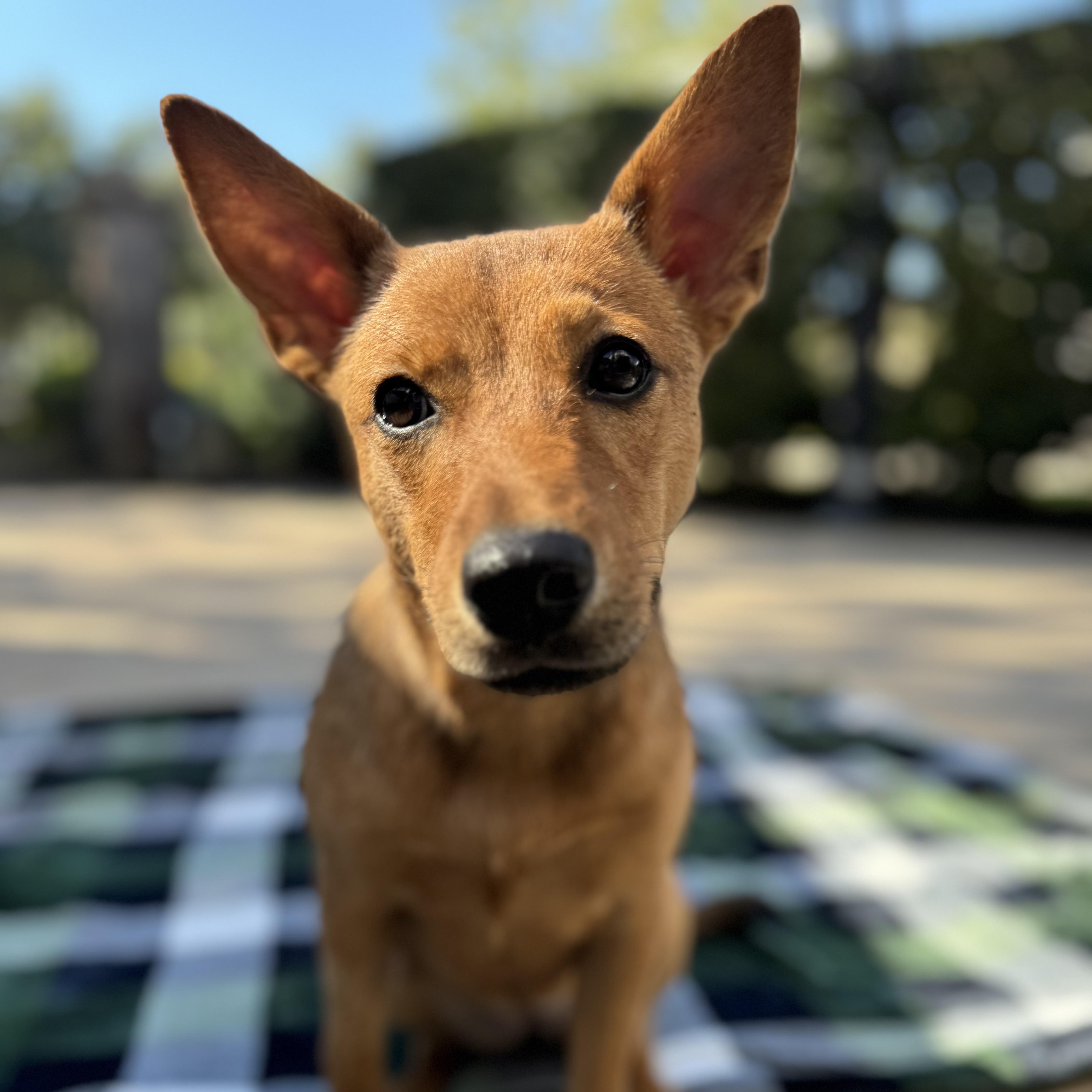 Shiloh, an adoptable Basenji, Shepherd in Calumet, MI, 49913 | Photo Image 3